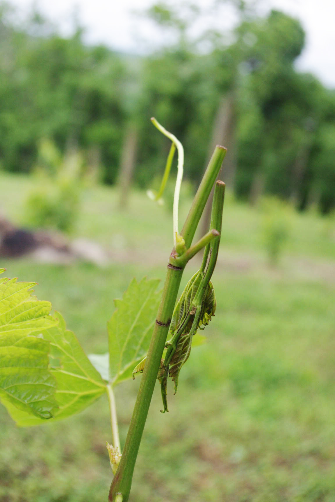 Vine breakage resulting from grape cane girdler damage. 