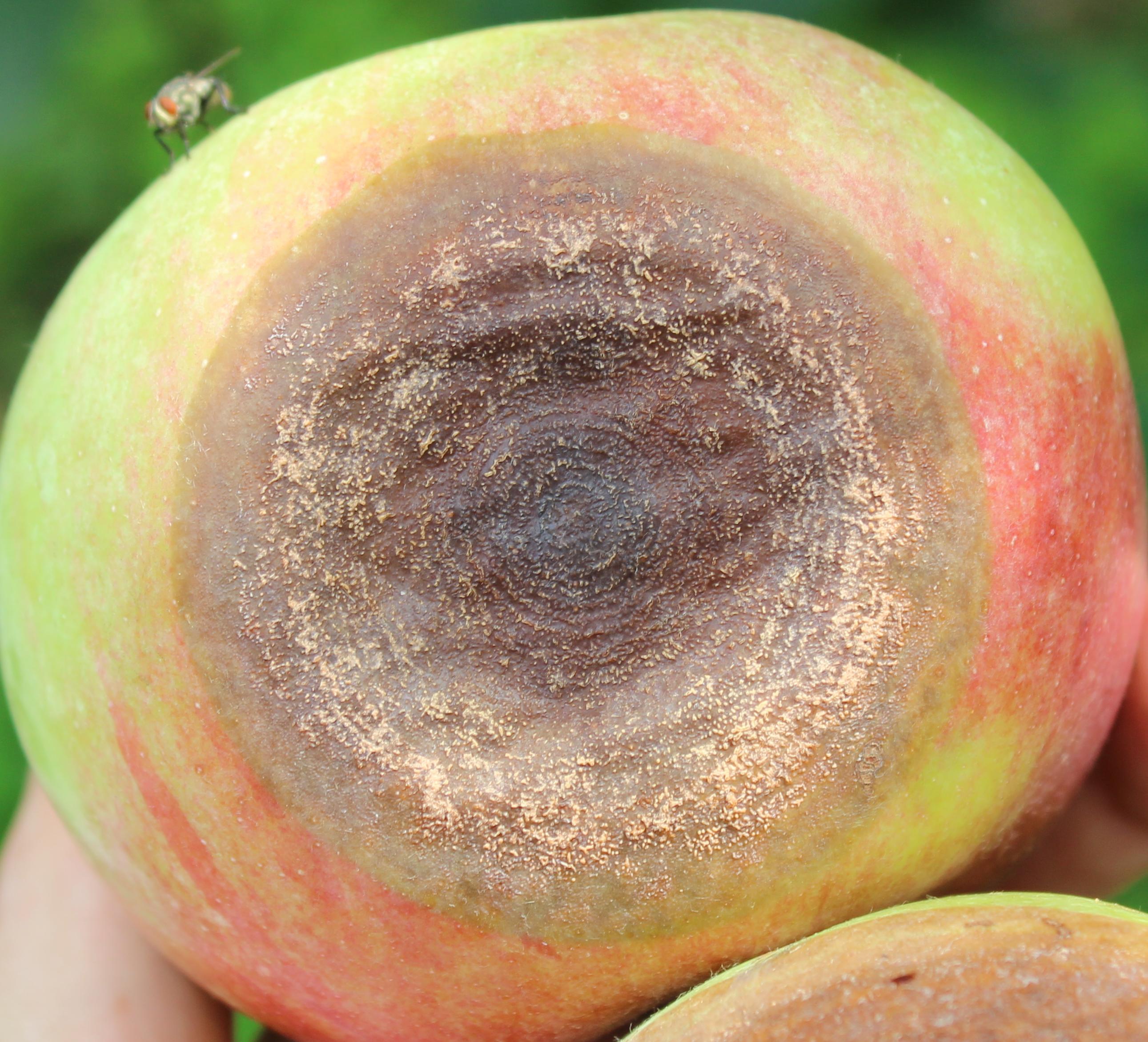 Bitter rot with spores (Gauthier, UKY)