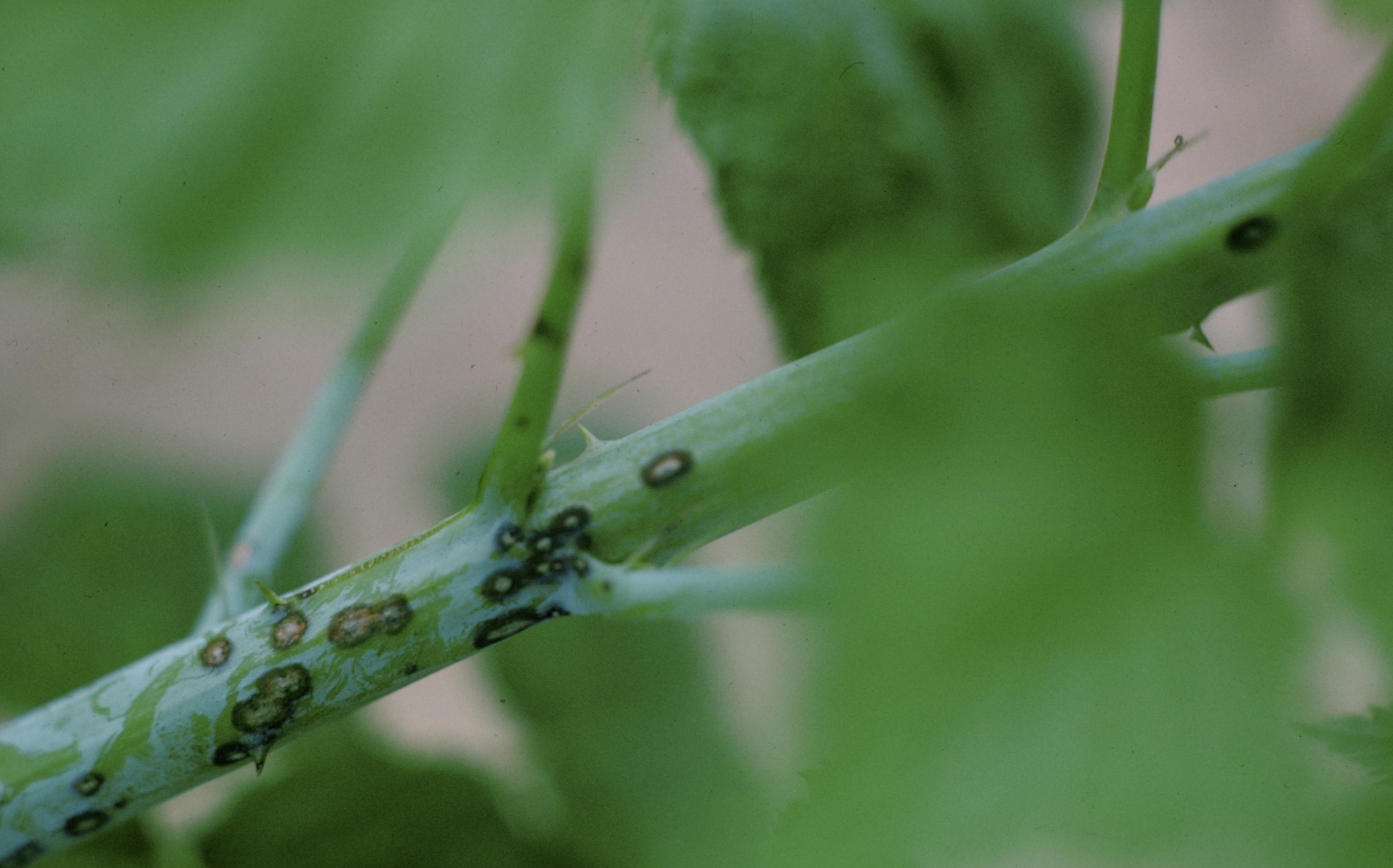 Anthracnose (Photo: Charles Drake, Virginia Tech, Bugwood.org)