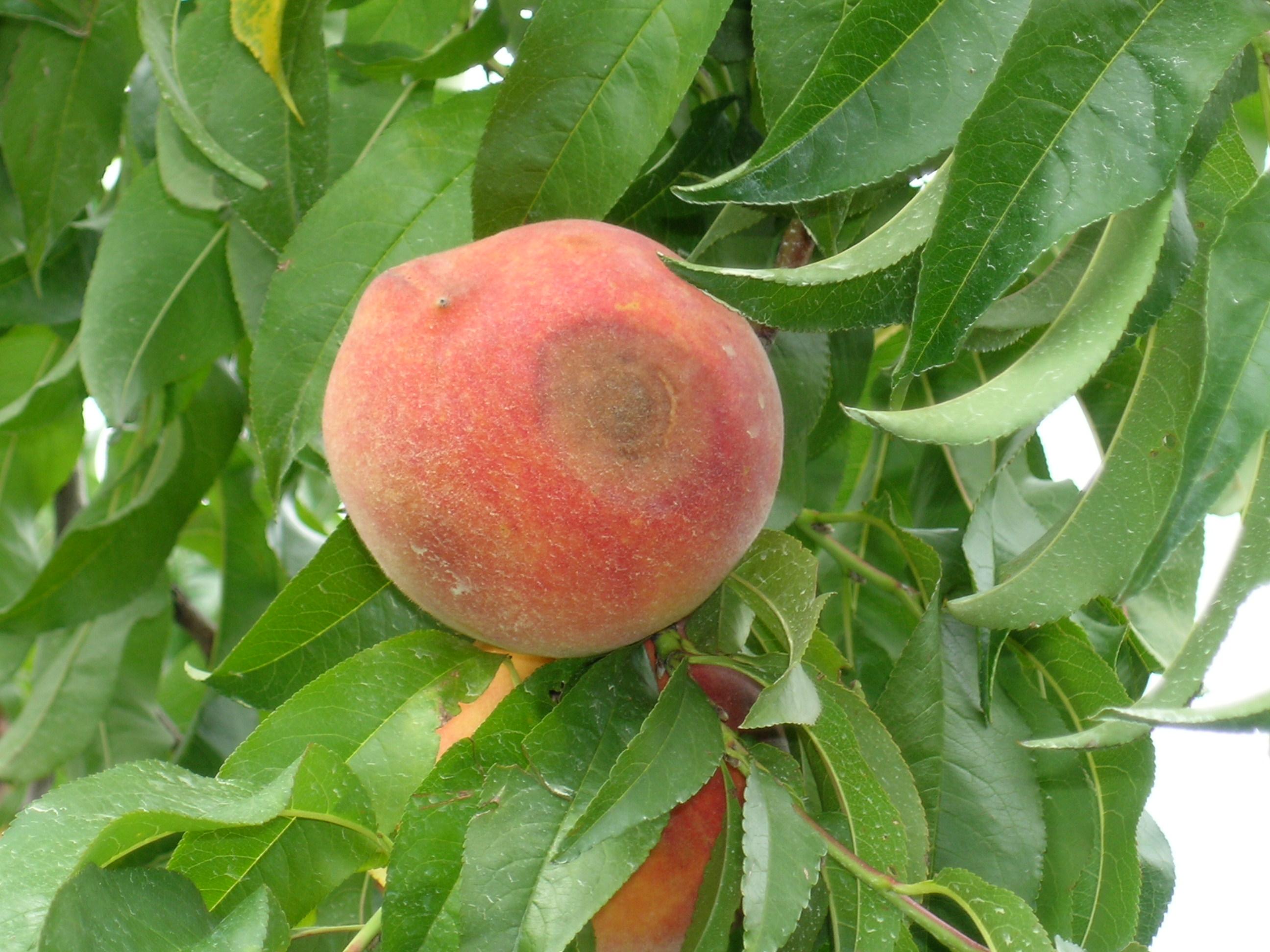 Anthracnose fruit rot