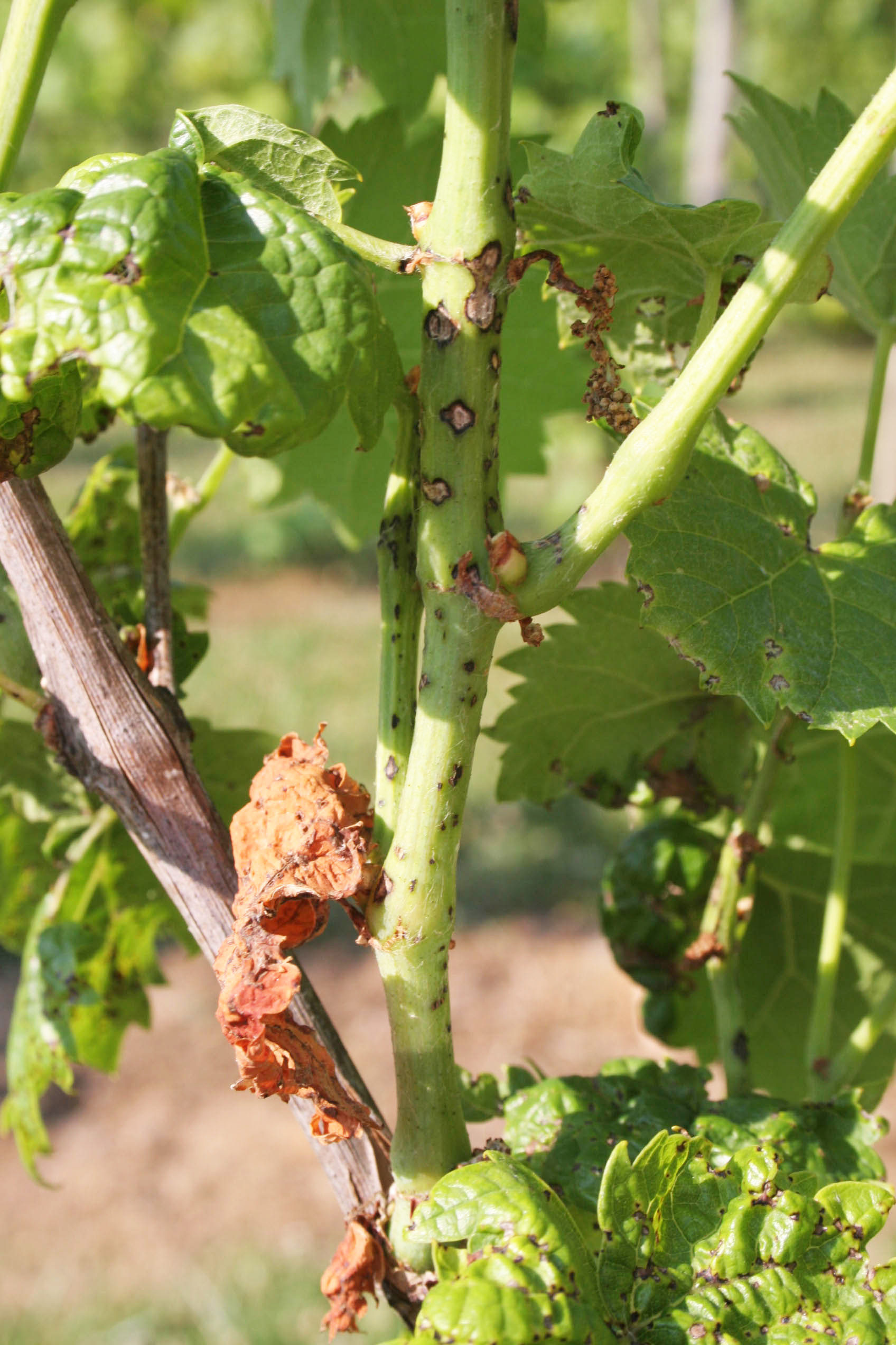 Anthracnose spots on canes with dark borders and tan centers. 