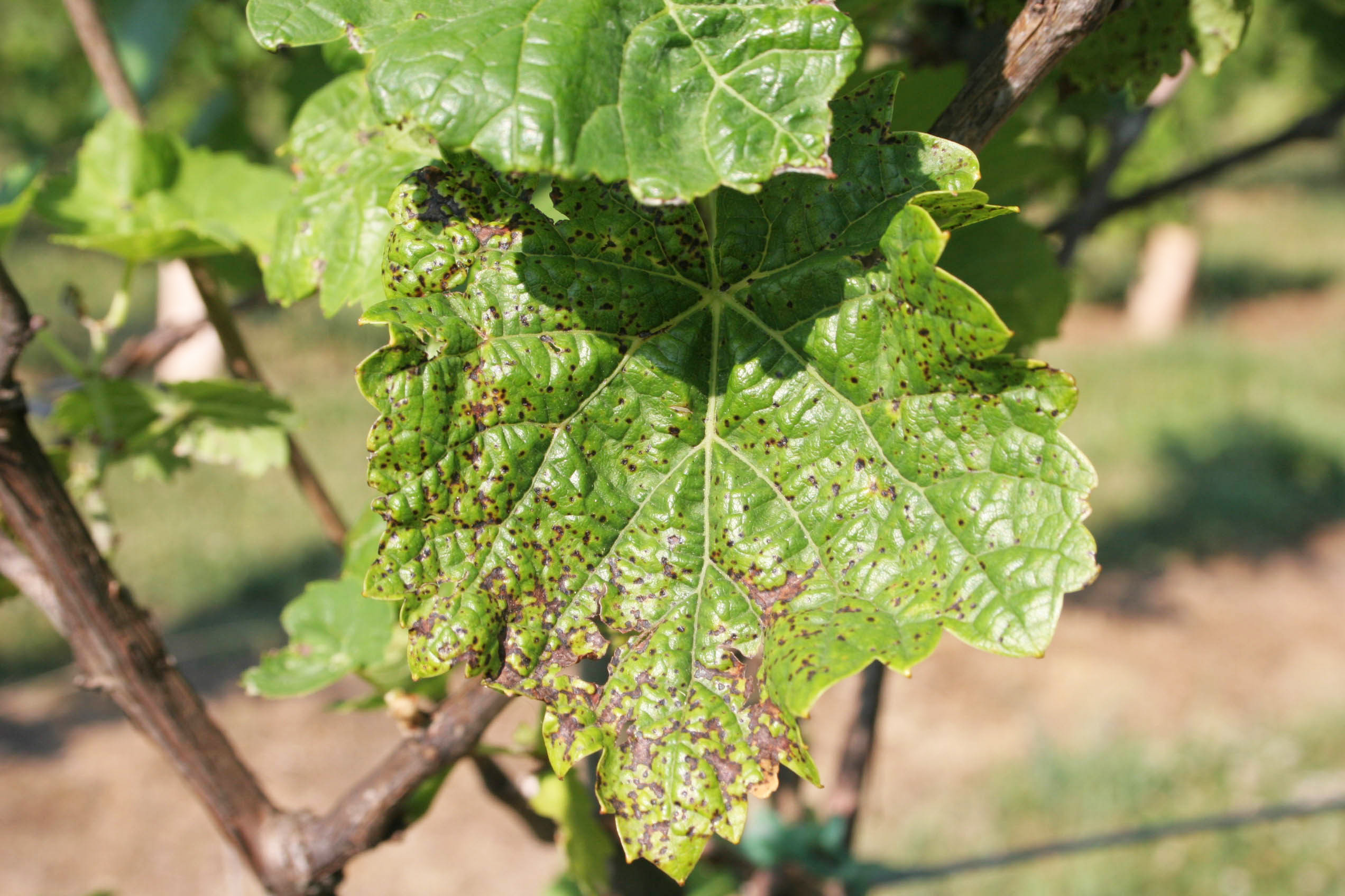 Anthracnose foliar symptoms. 