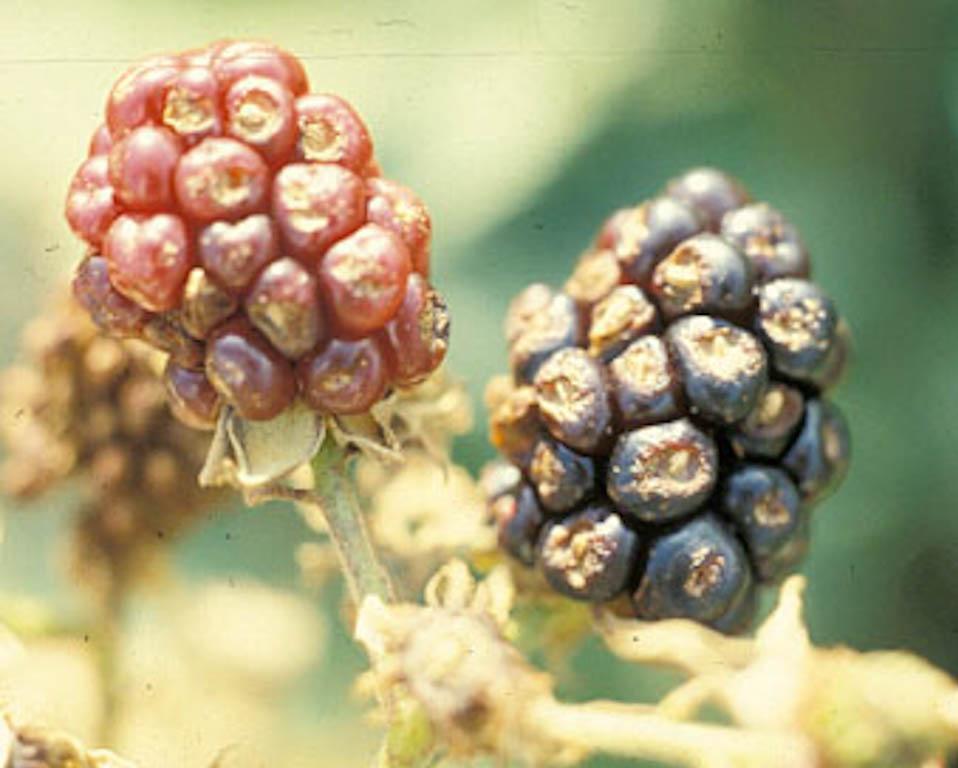 Anthracnose (Photo: John Strang, UKY)