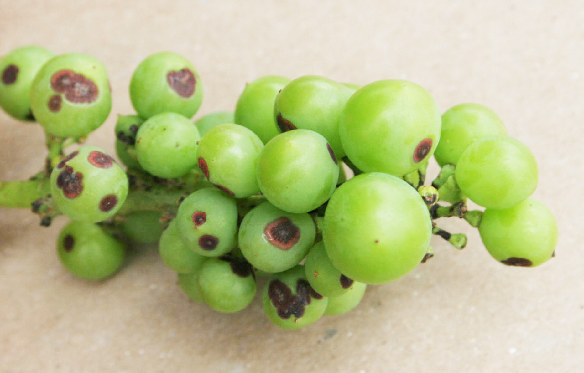 Anthracnose damage to fruit. 