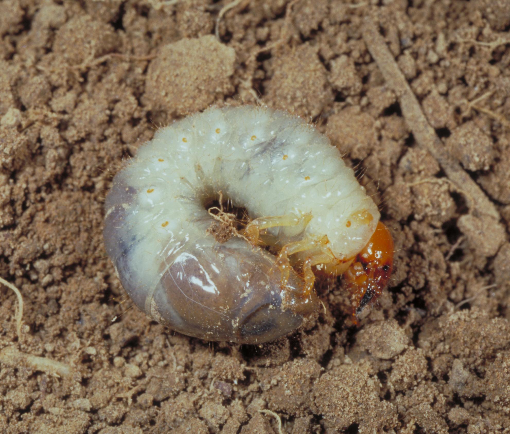 Japanese beetle grub (Bessin, UKY)