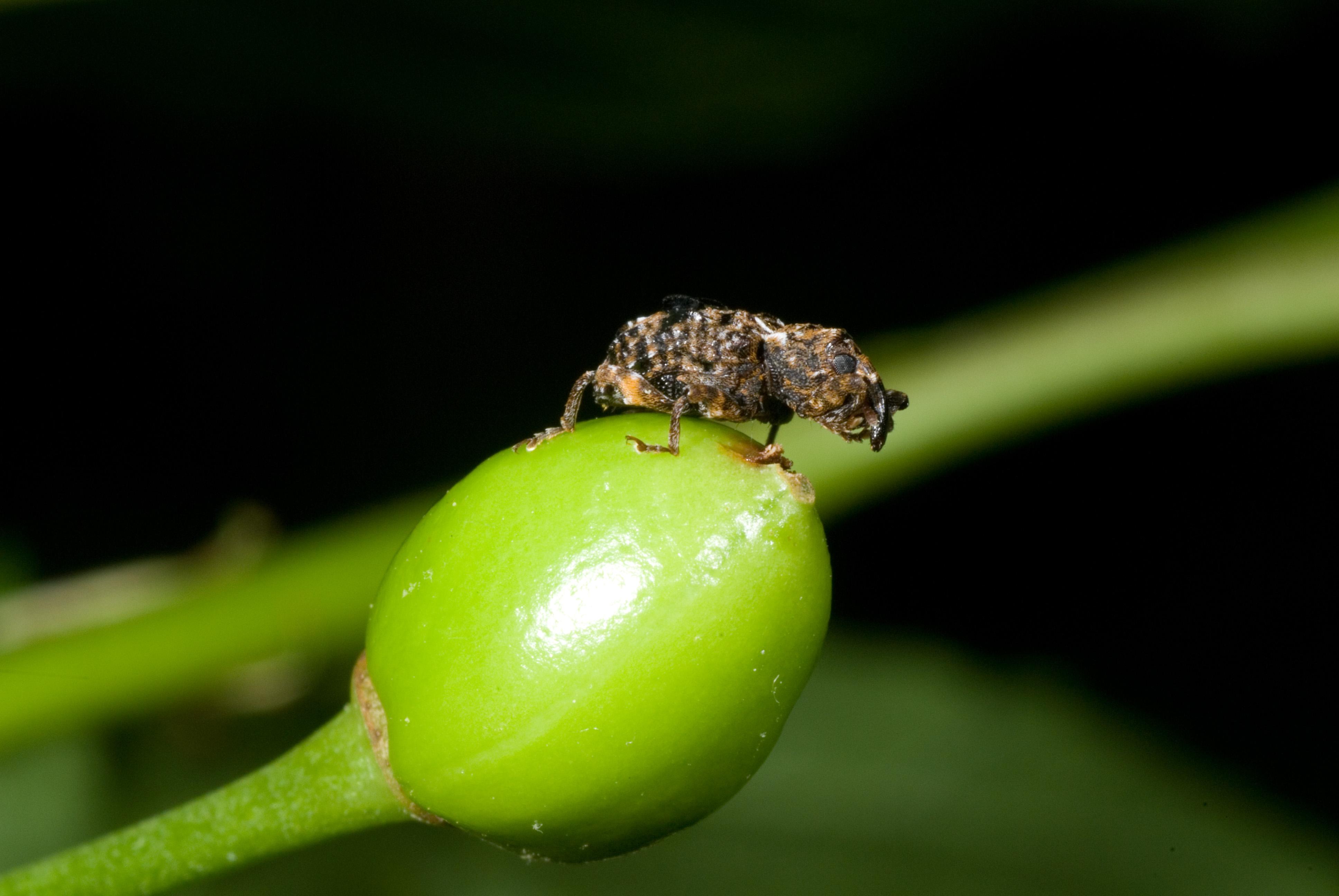 Plum curculio adult. 