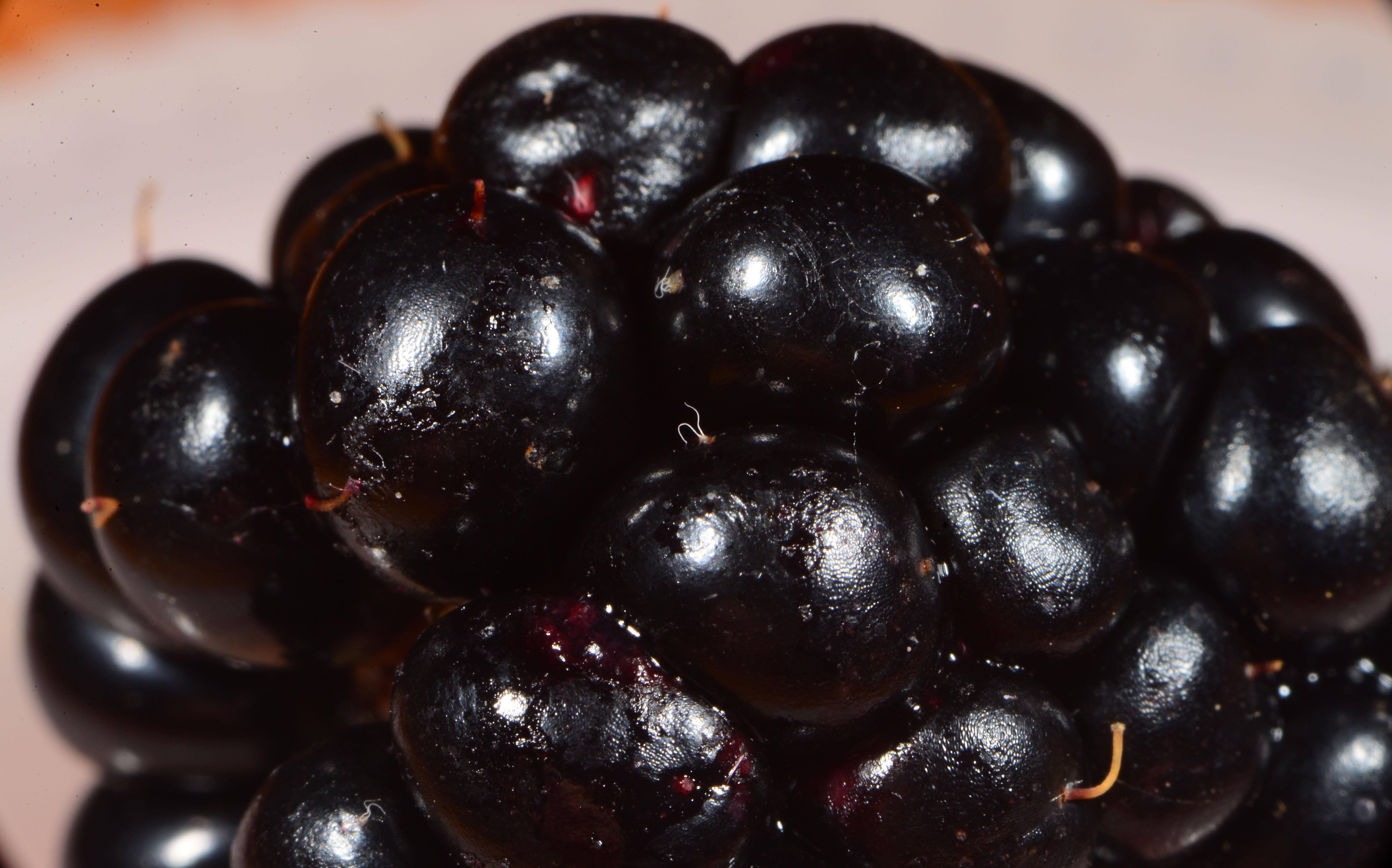 Spotted wing drosophila eggs under the skin of fruit. 