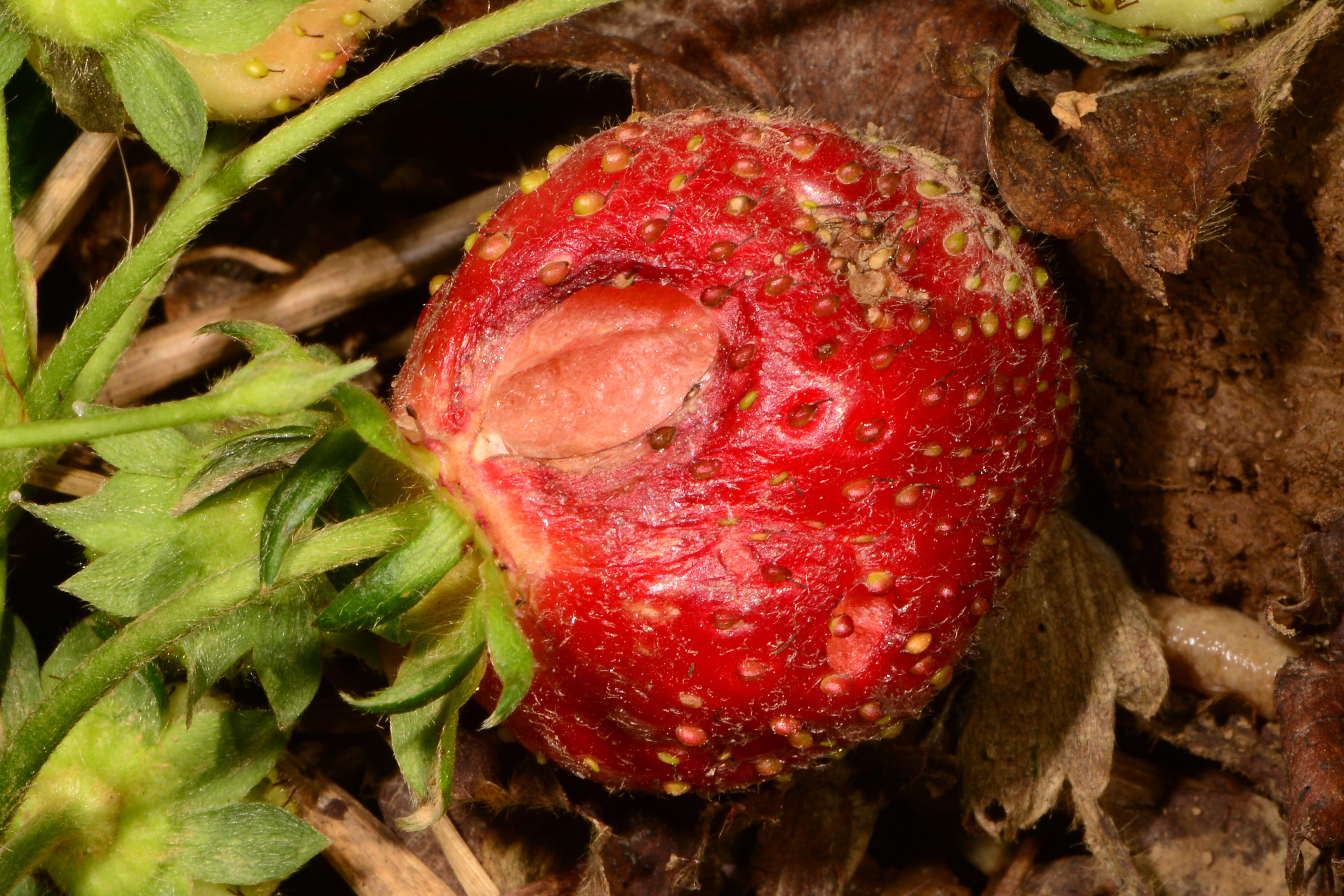 Slug damage (Bessin, UKY)