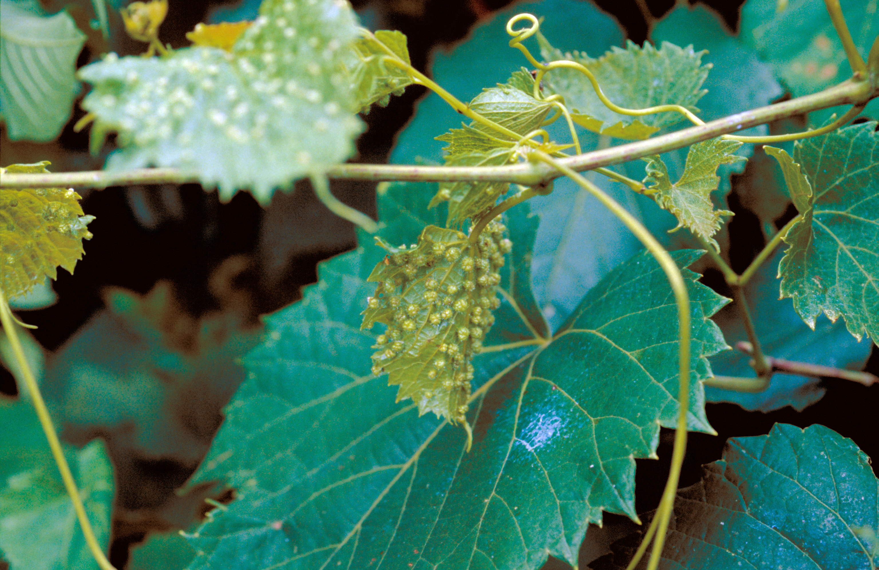 Phyloxera leaf galls. 