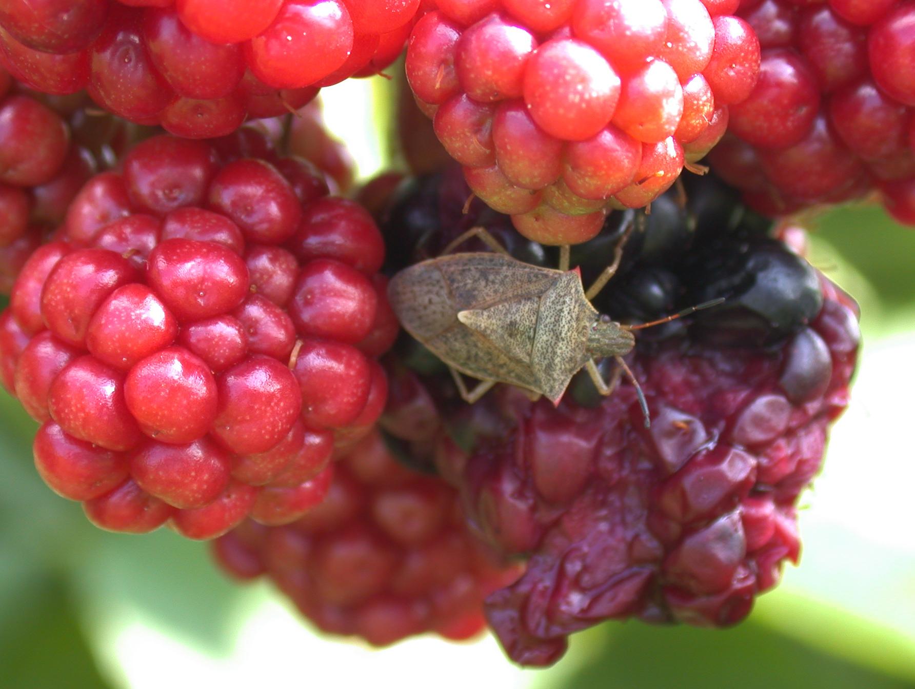 Stink bugs (Photo: Ric Bessin, UKY)