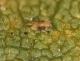 Two-spotted spider mite