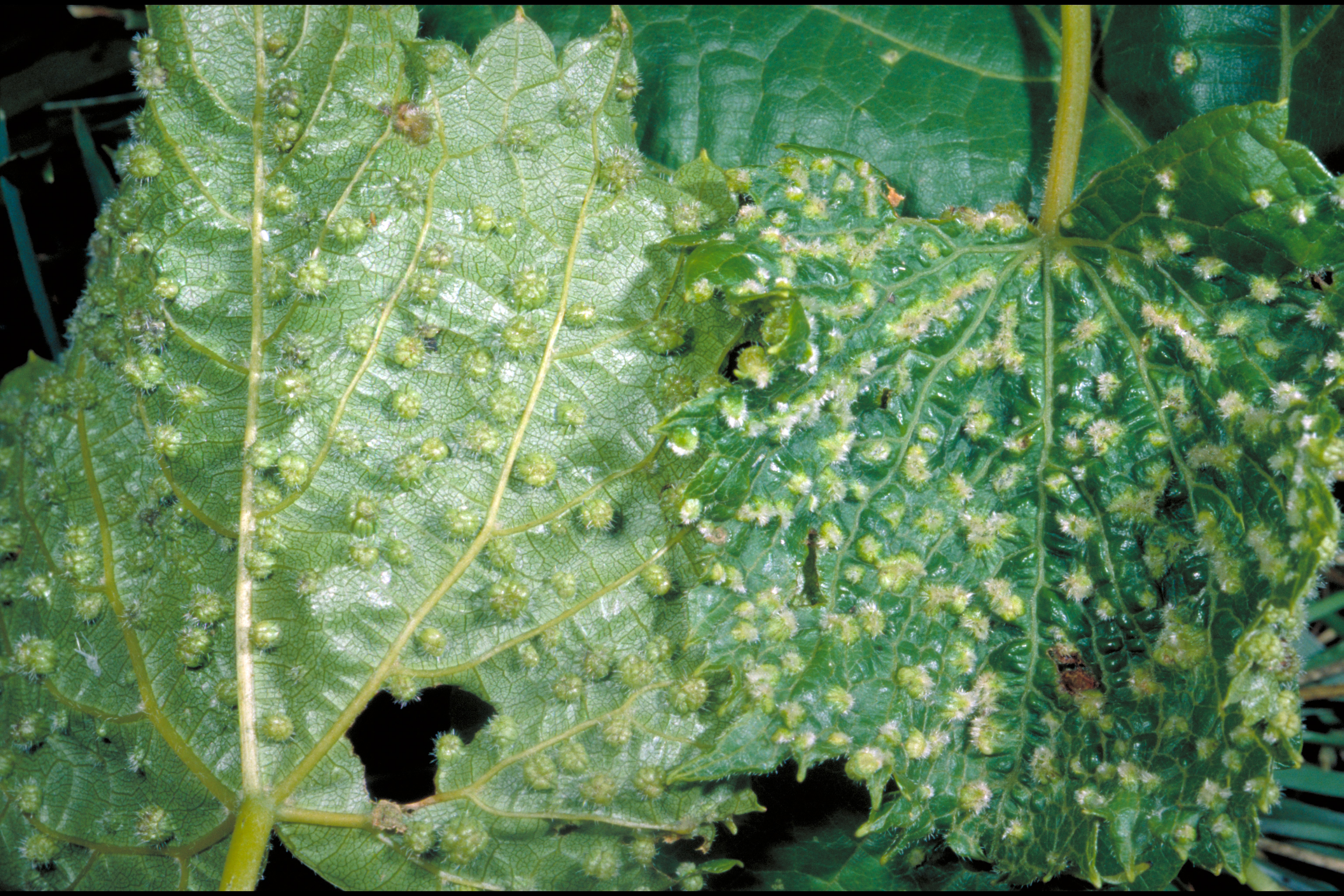 Close-up of phylloxera galls. 