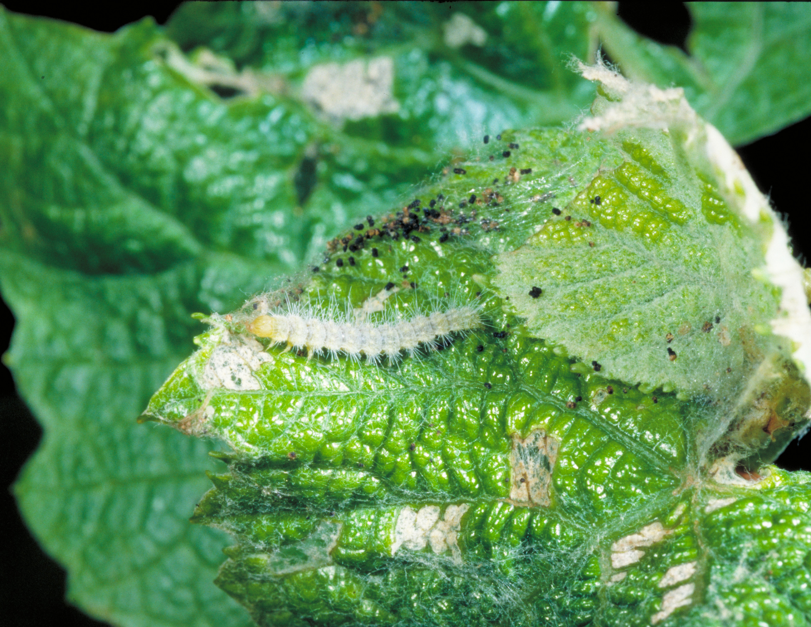 Grape plume moth larvae. 