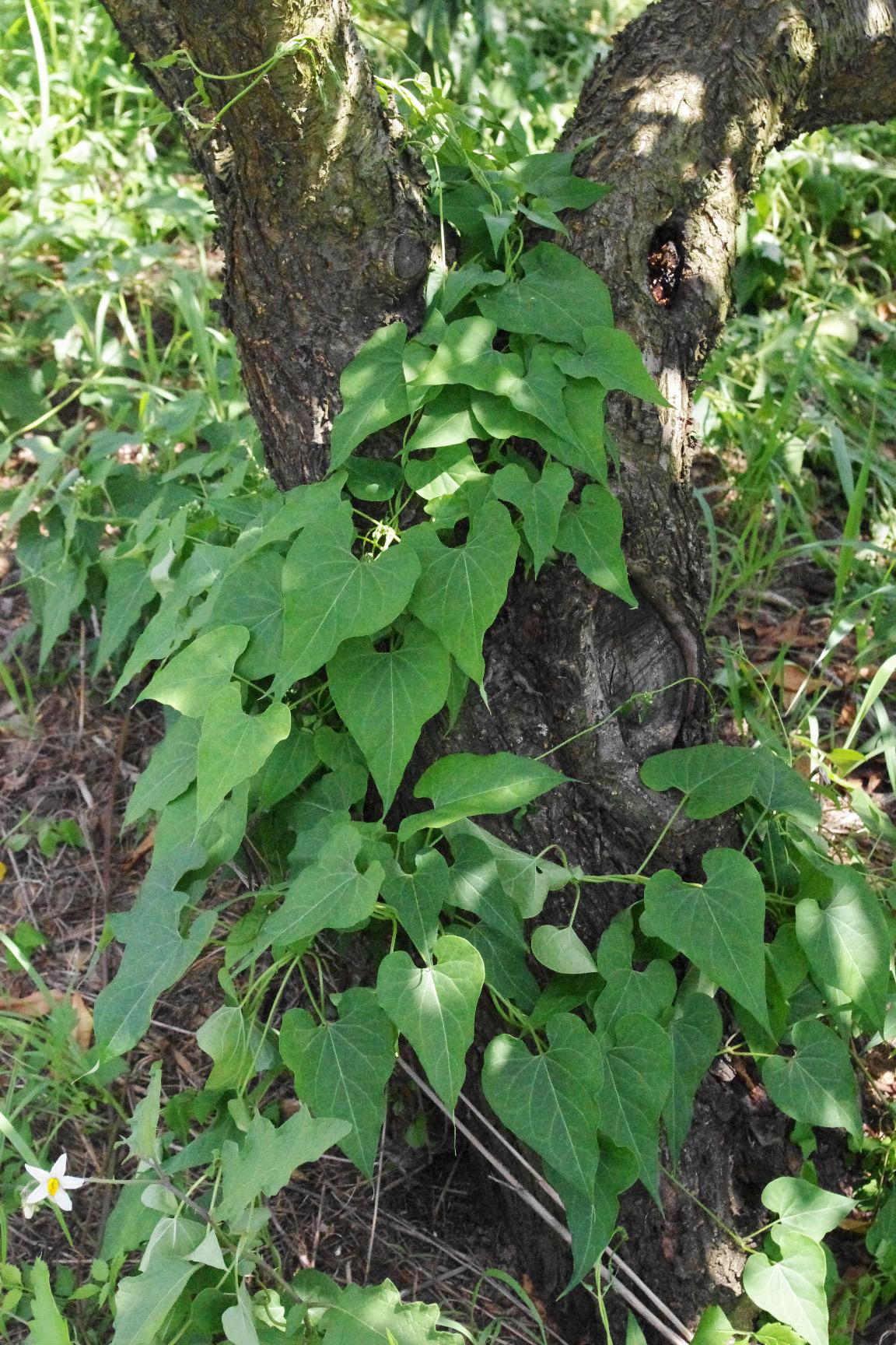 Honeyvine milkweed