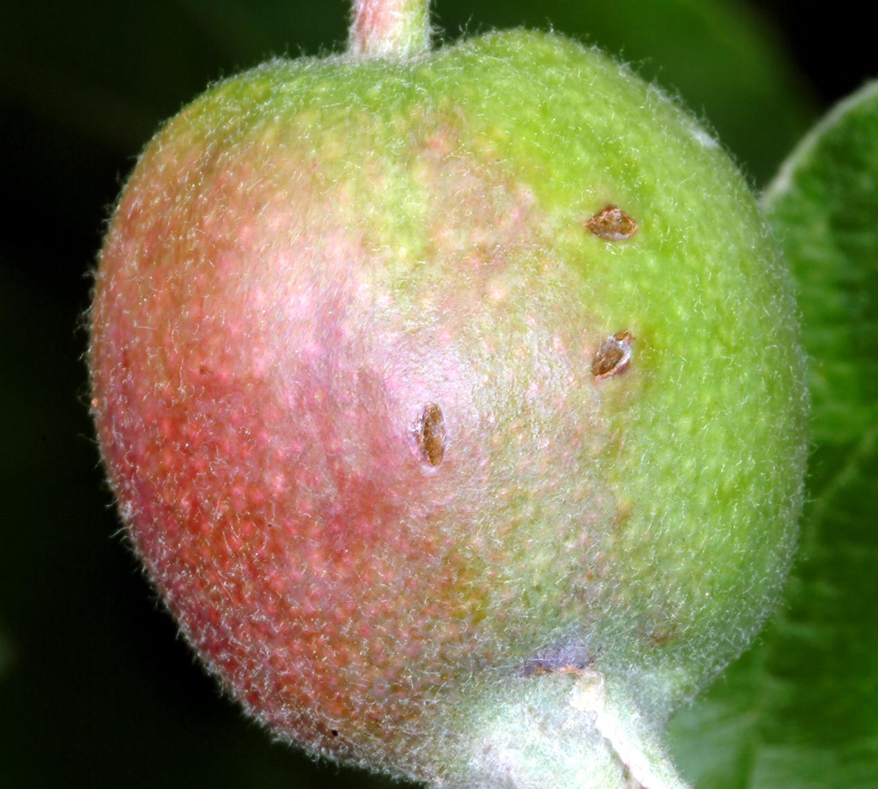 Plum curculio feeding damage (Bessin, UKY)