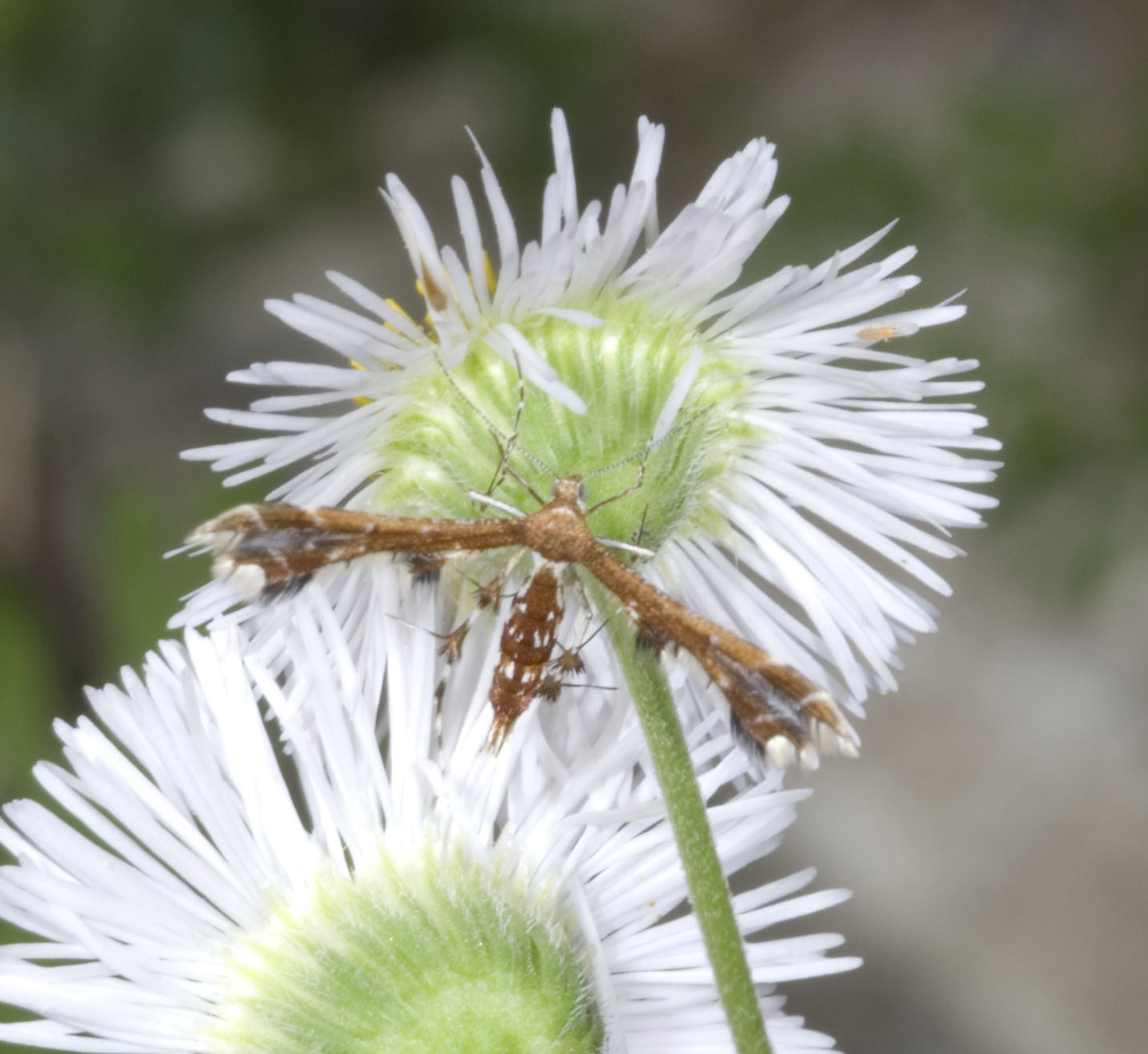 Grape plume adult moth on a flower. 