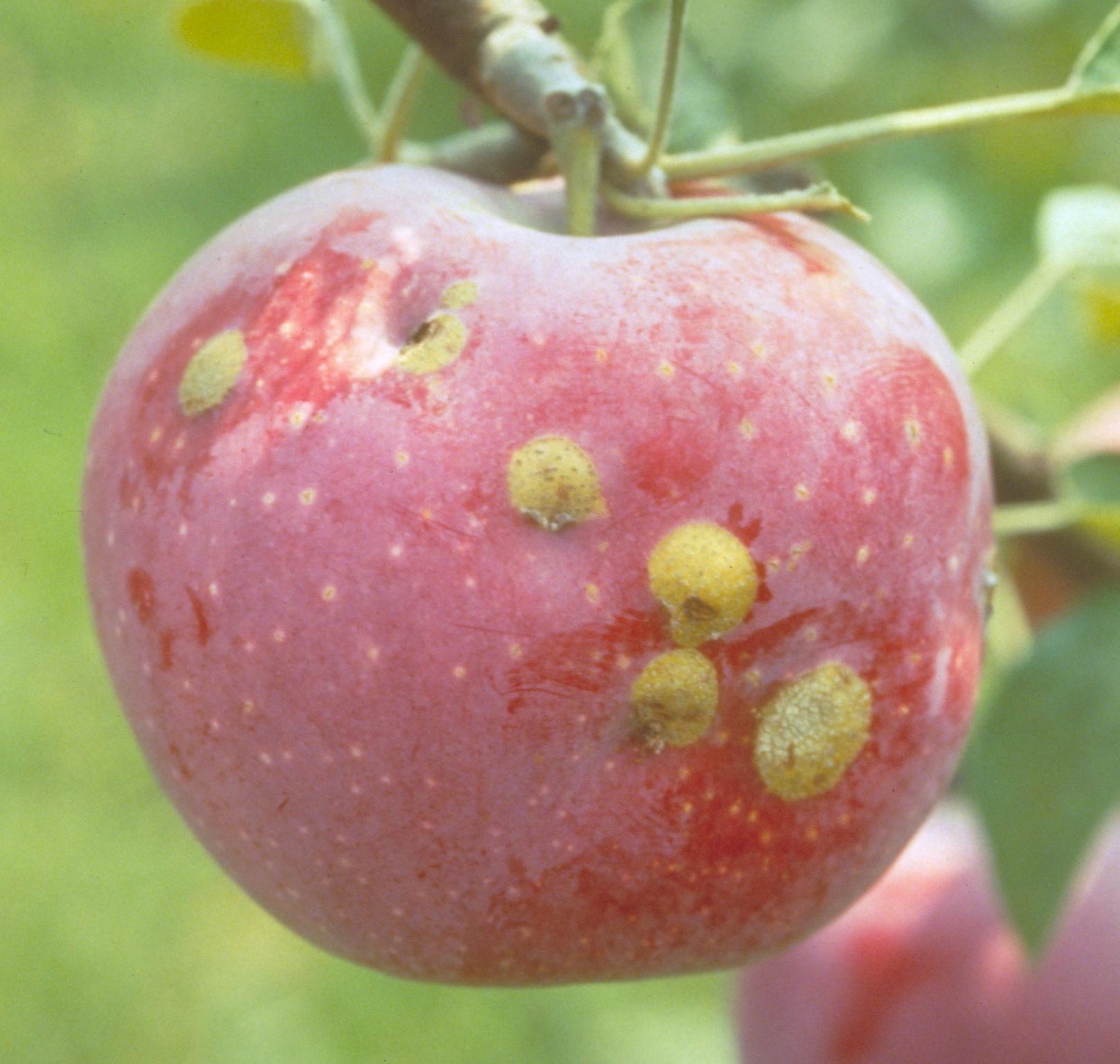 Plum curculio feeding damage (Bessin, UKY)