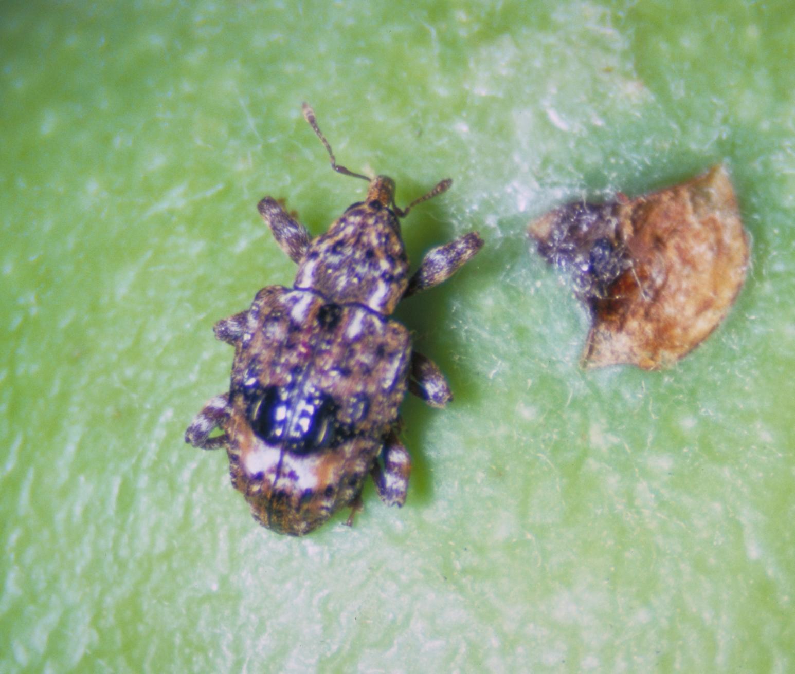 Plum curculio adult (Bessin, UKY)