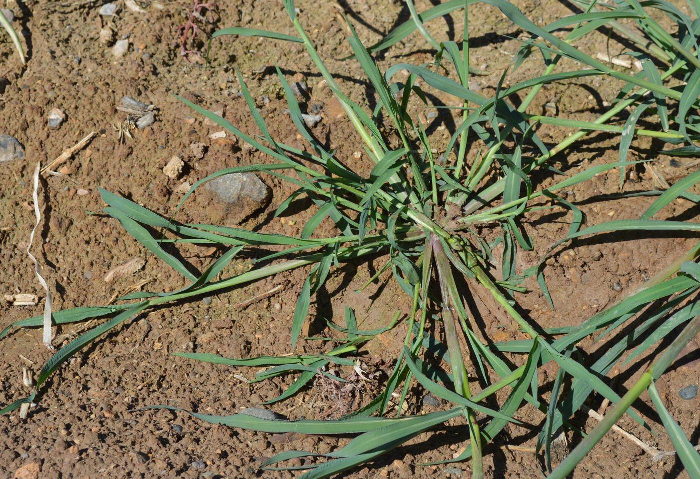 Barnyardgrass (Photo: Howard F Schwartz, Colorado State University, Bugwood.org)