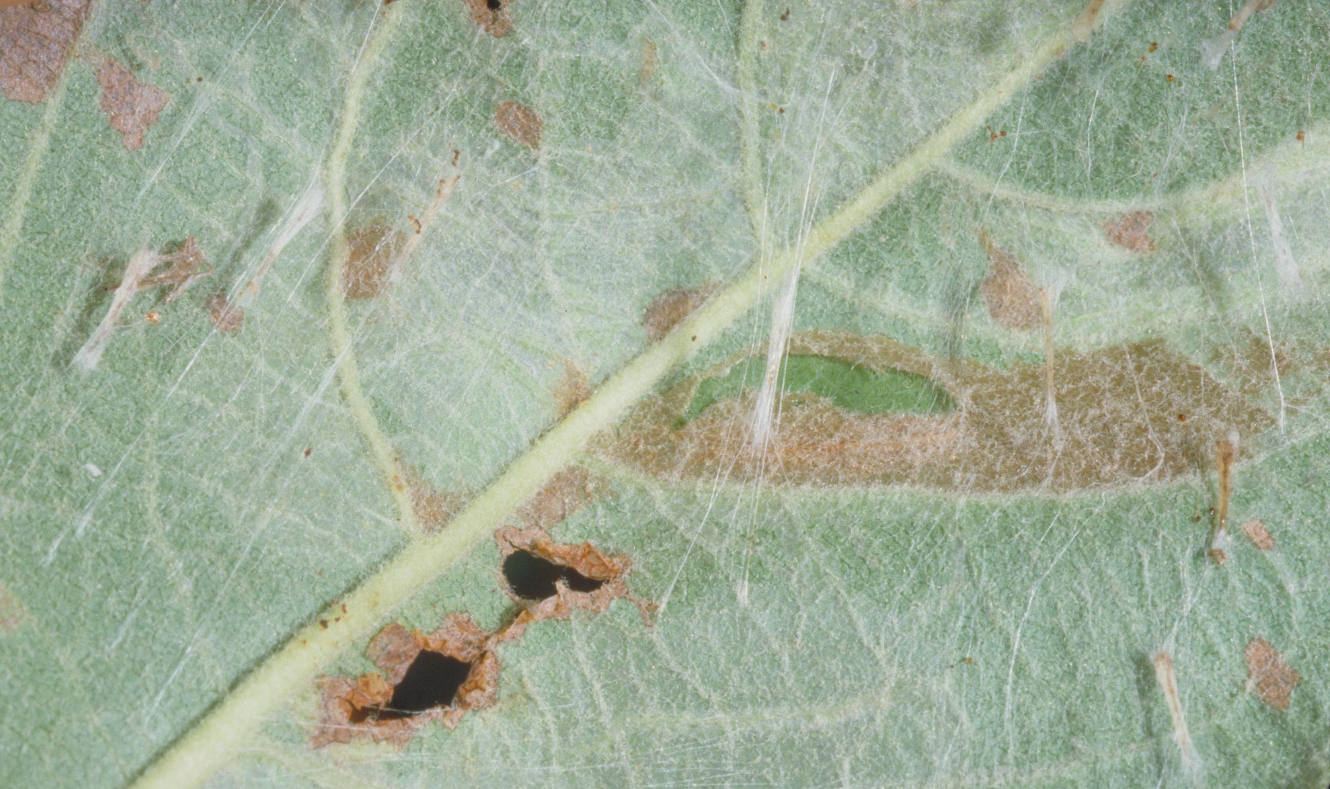 Ribbed cocoon maker leaf damage (Bessin, UKY)