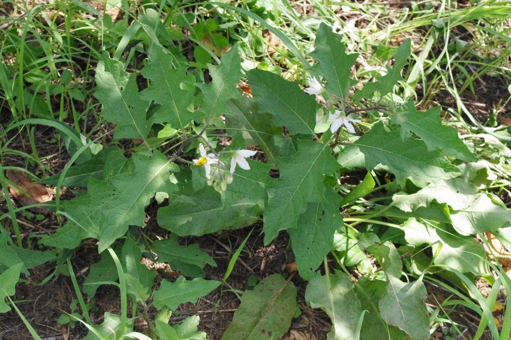 Horsenettle in bloom. 