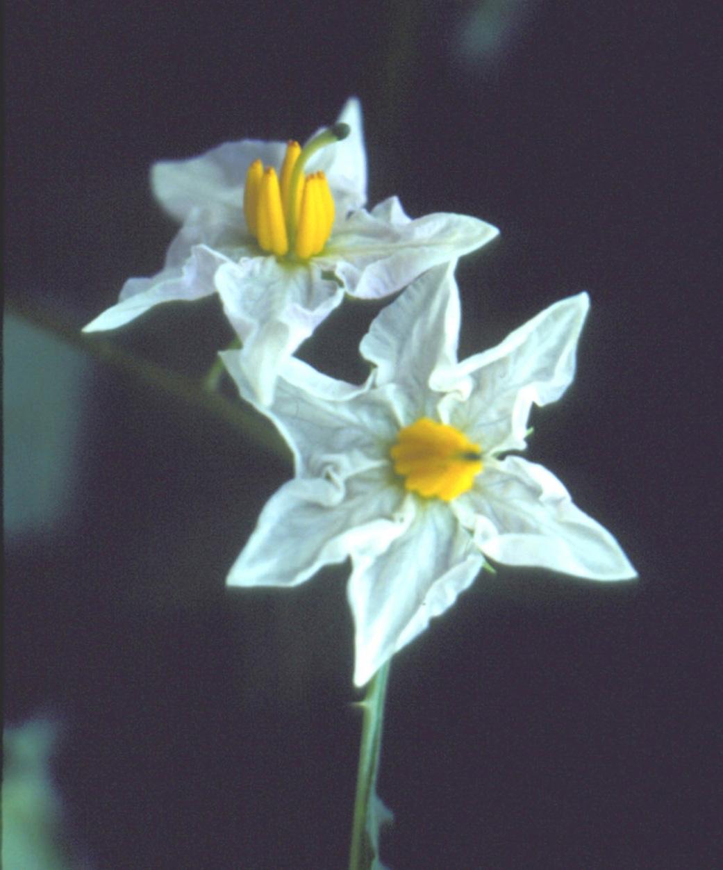 Horsenettle flowers. 