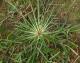 Goosegrass