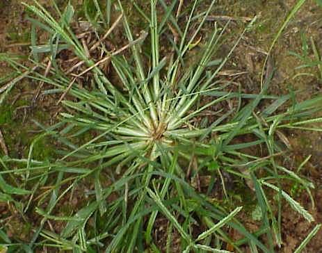 Goosegrass (Virginia Polytechnic Institute Weed Identification Guide, Virginia Cooperative Extension)