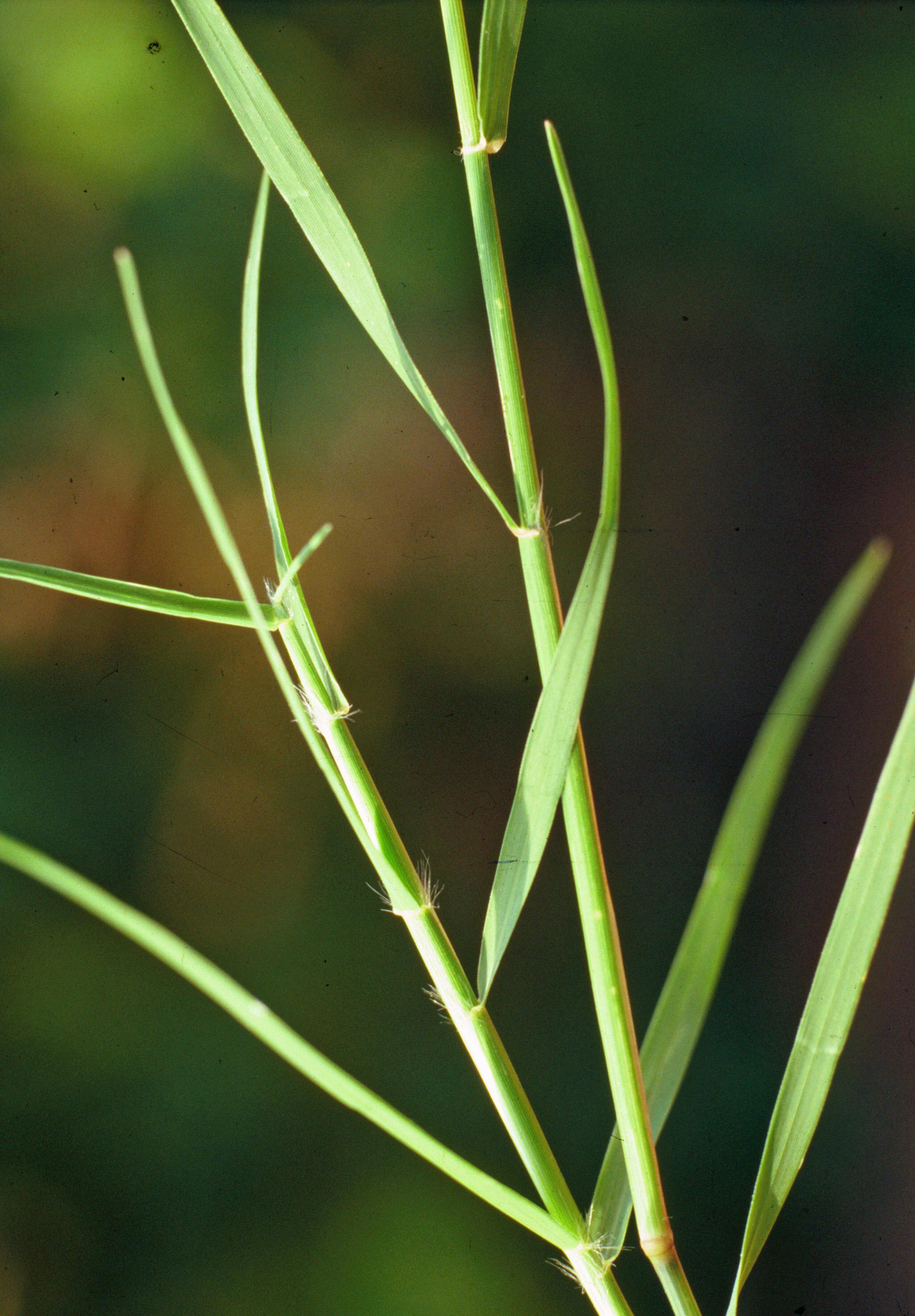 Bermudagrass (Photo: Steve Dewey, Utah State University, Bugwood.org)