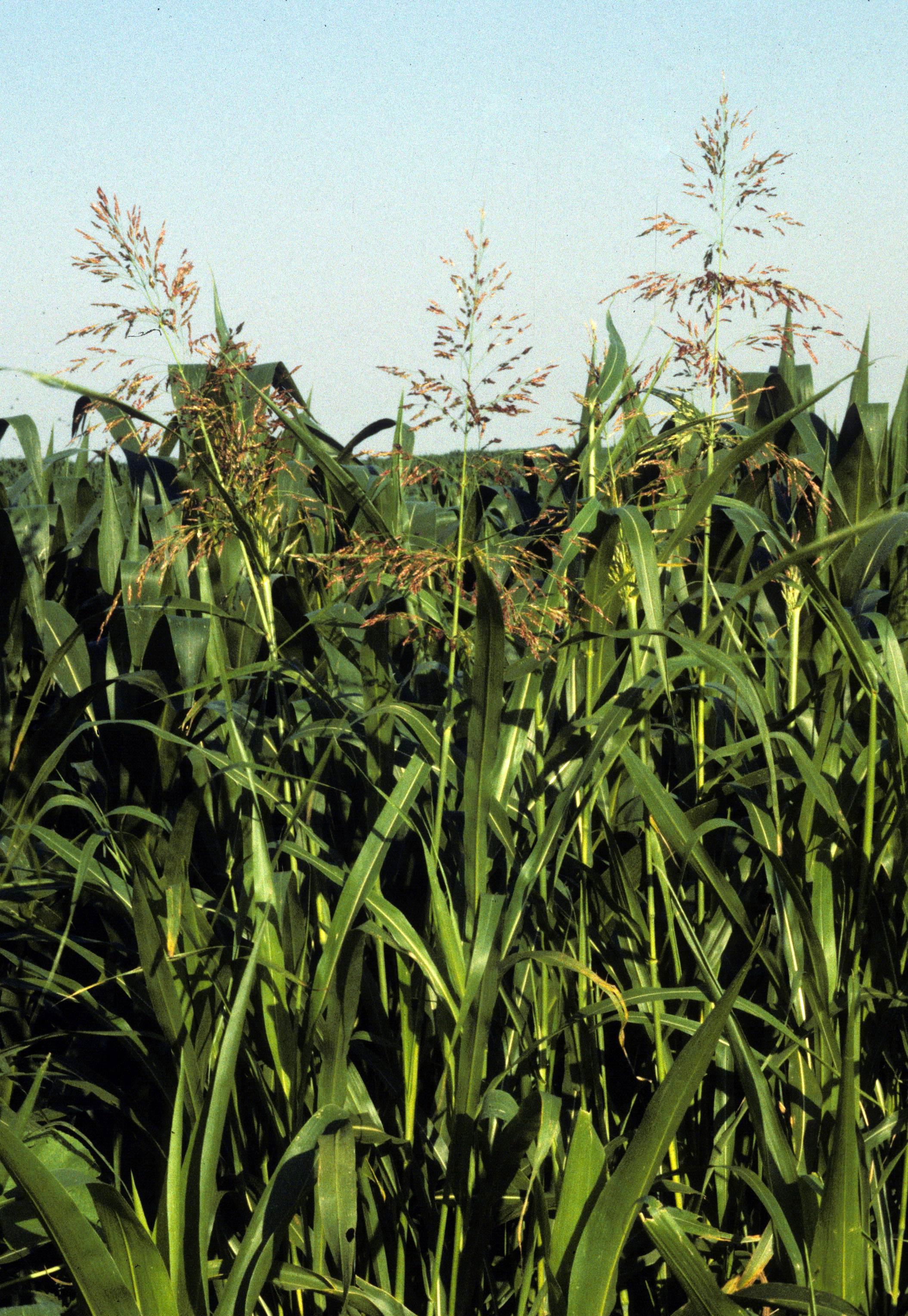 Johnsongrass in bloom. 