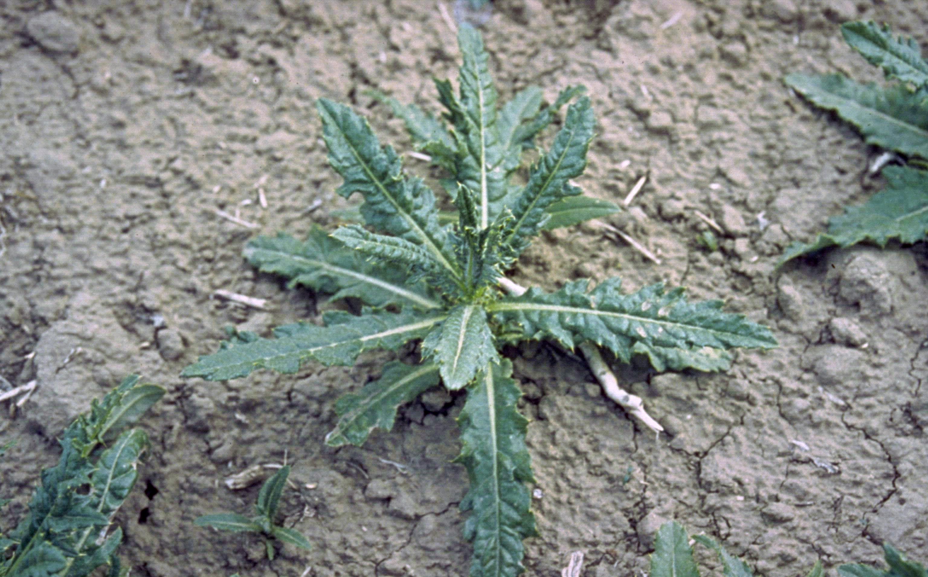 Canada thistle (Photo: LL Berry, Bugwood.org)