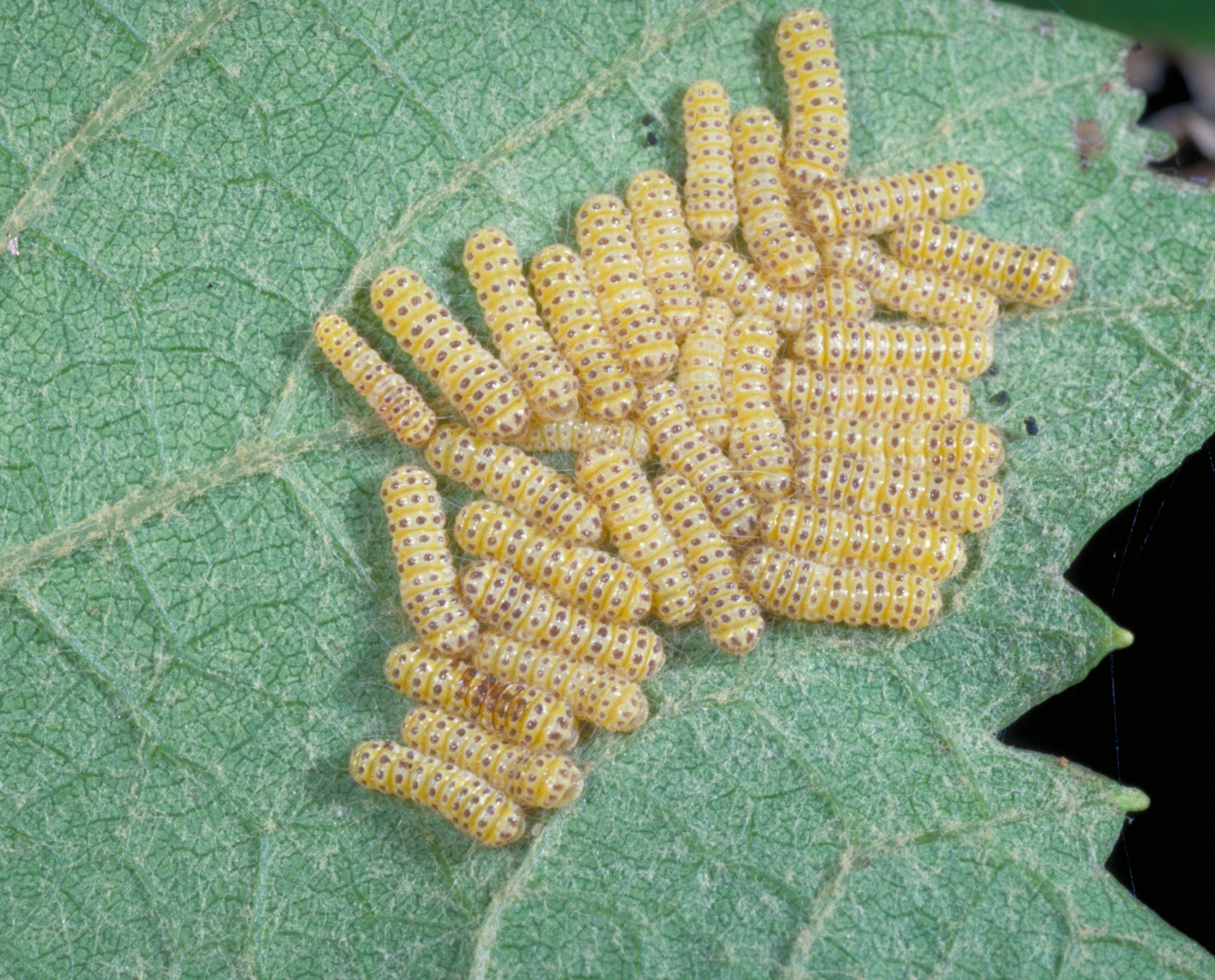 Young grapeleaf skeletonizer larvae. 