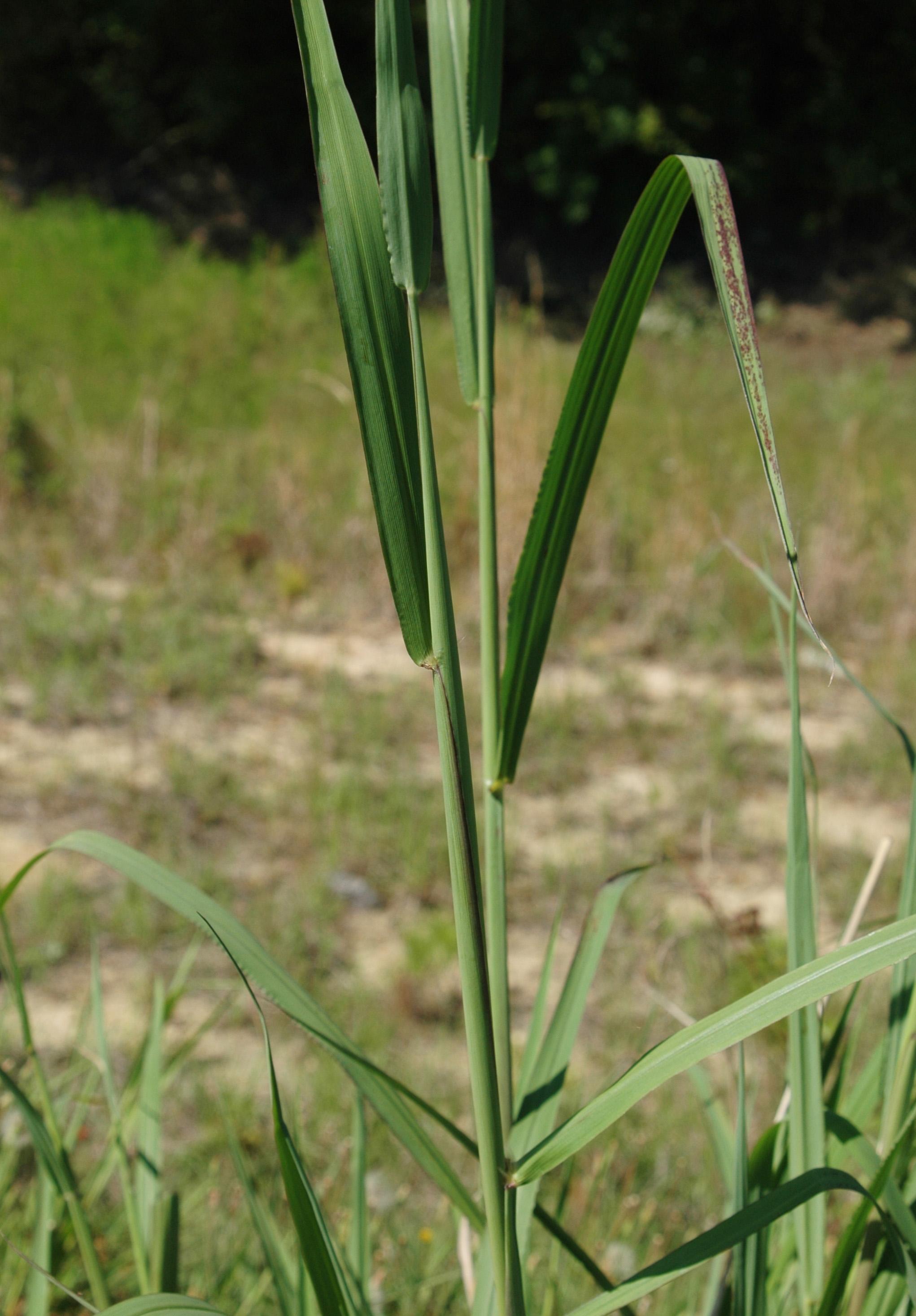 Johnsongrass foliage and stems (Evans, University of Illinois, Bugwood.org)