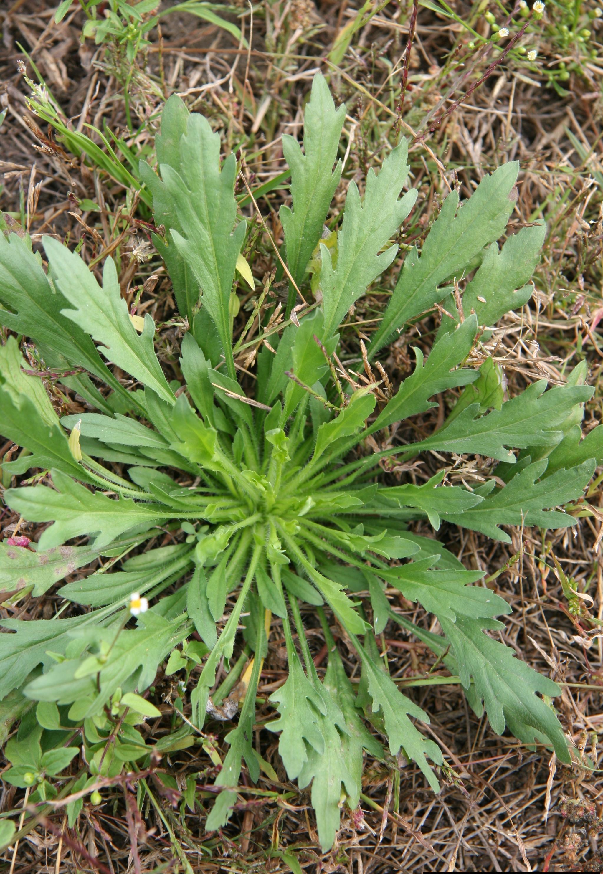 Marestail growth habit. 