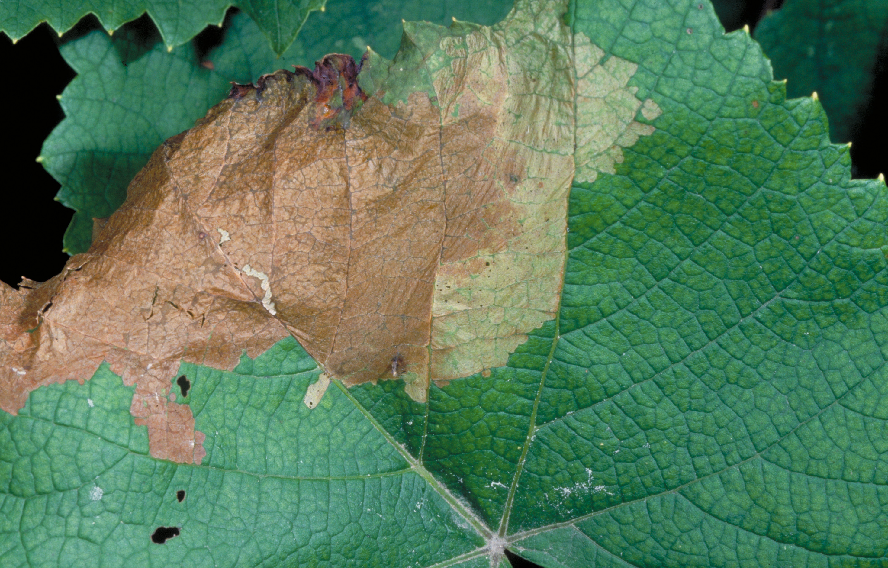 Injury resulting from grapeleaf skeletonizer larvae. 