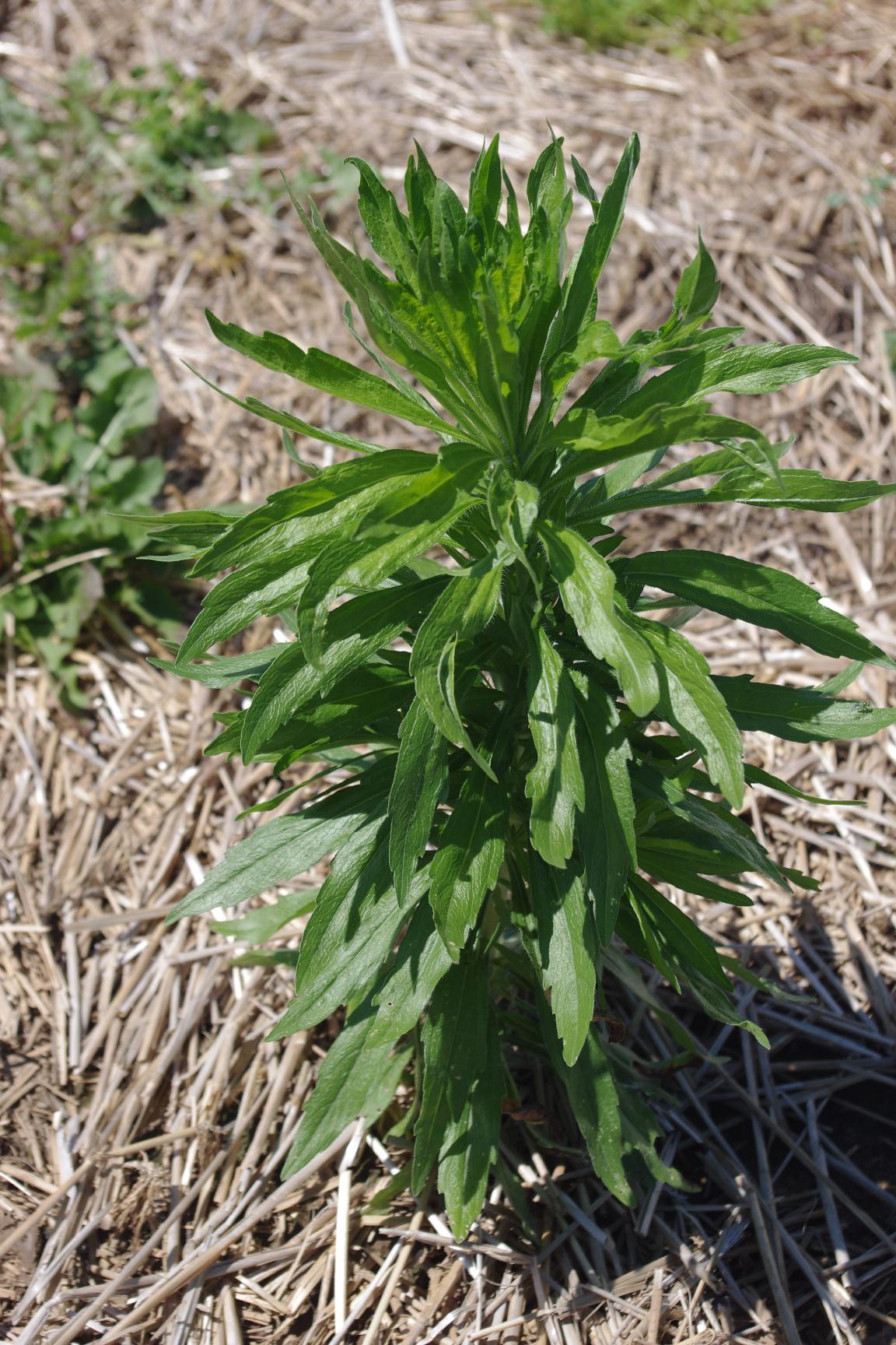 Marestail growth habit. 