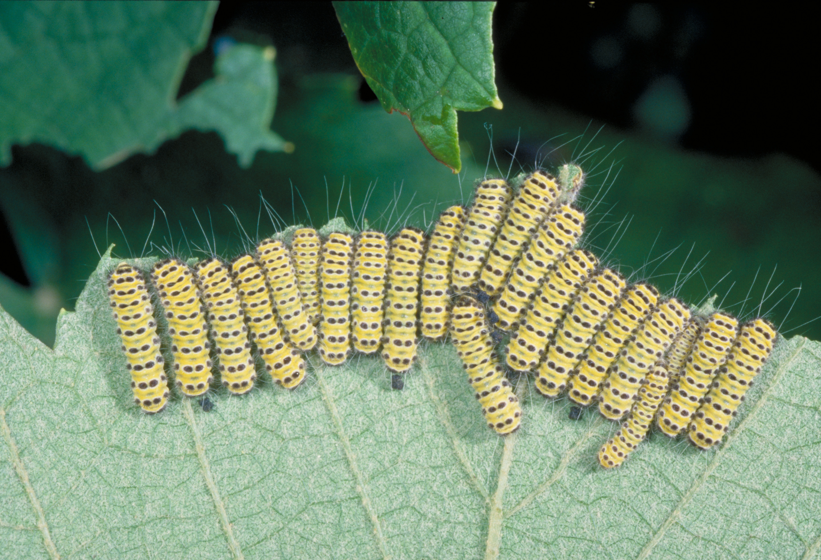 Older grapeleaf skeletonizer larvae. 