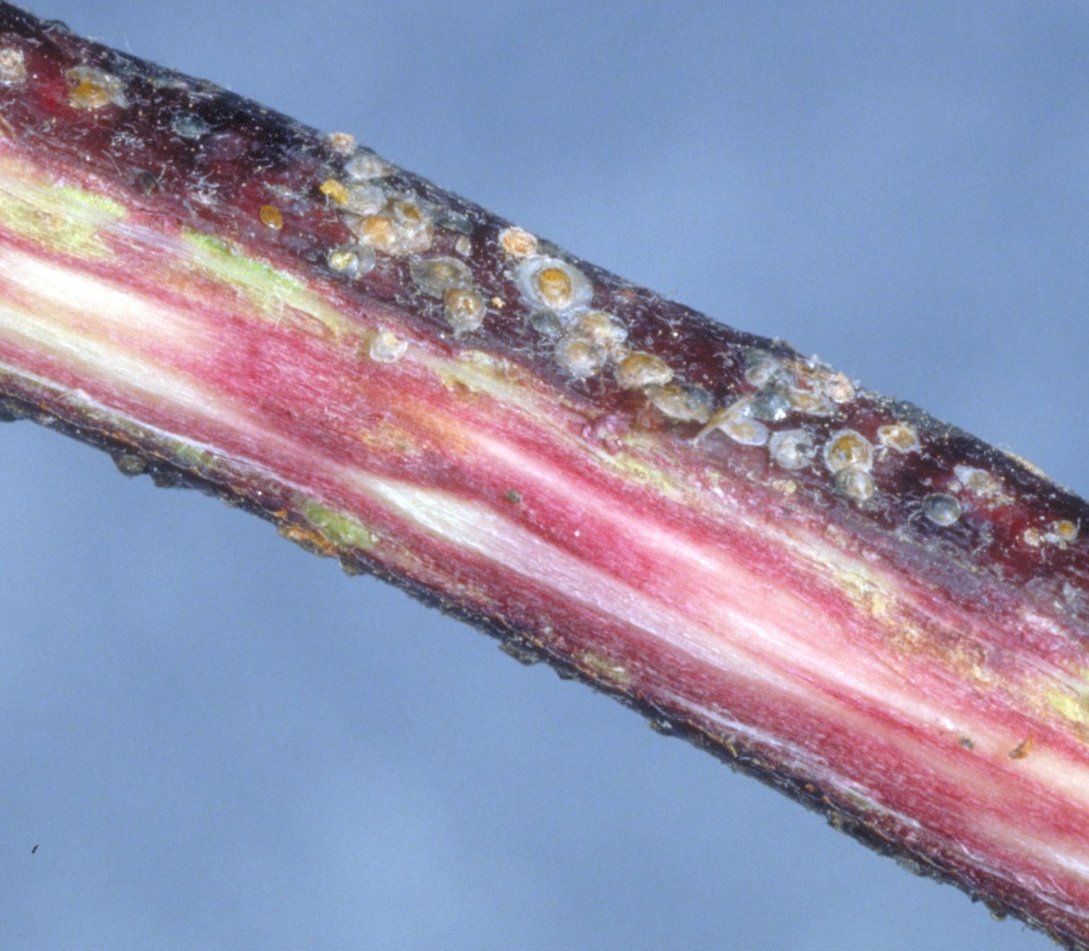 San Jose scale injury under bark (Bessin, UKY)