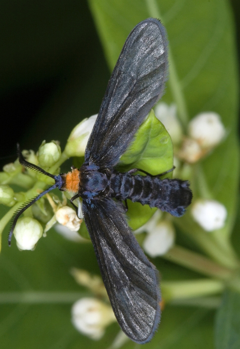 Grapeleaf skeletonizer adult (moth). 