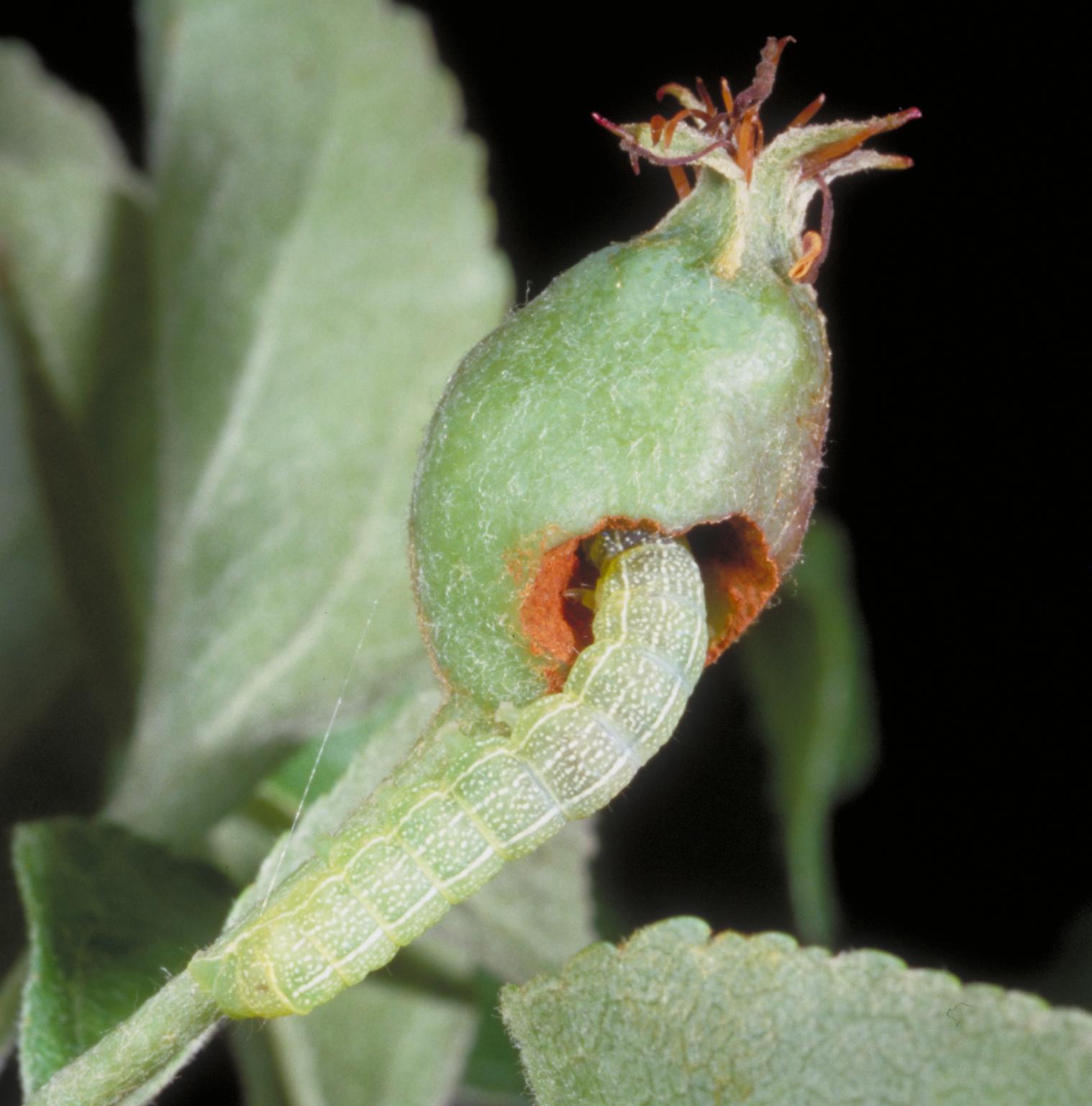 Speckled green fruitworm (Bessin, UKY)