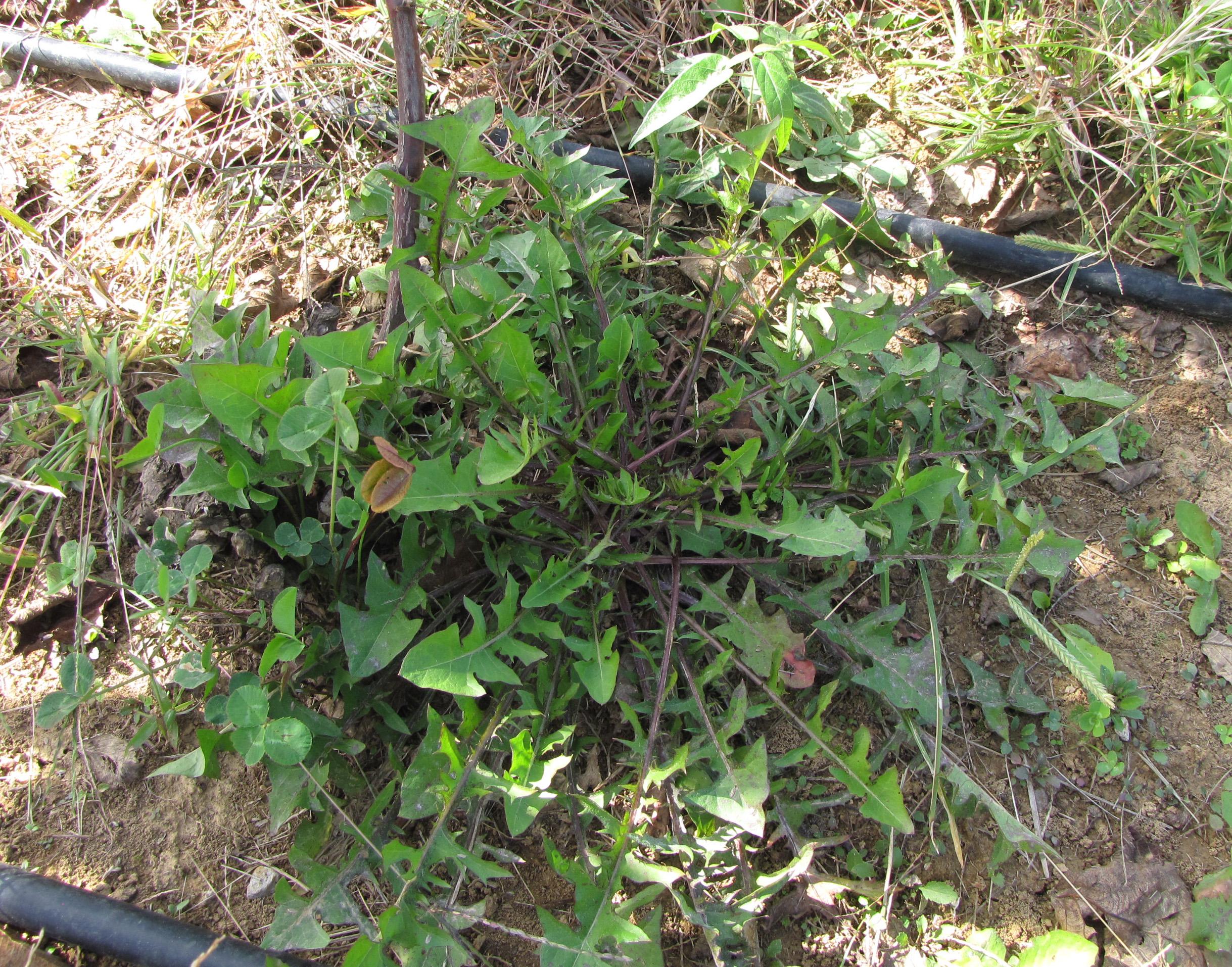 Dandelion foliage. 