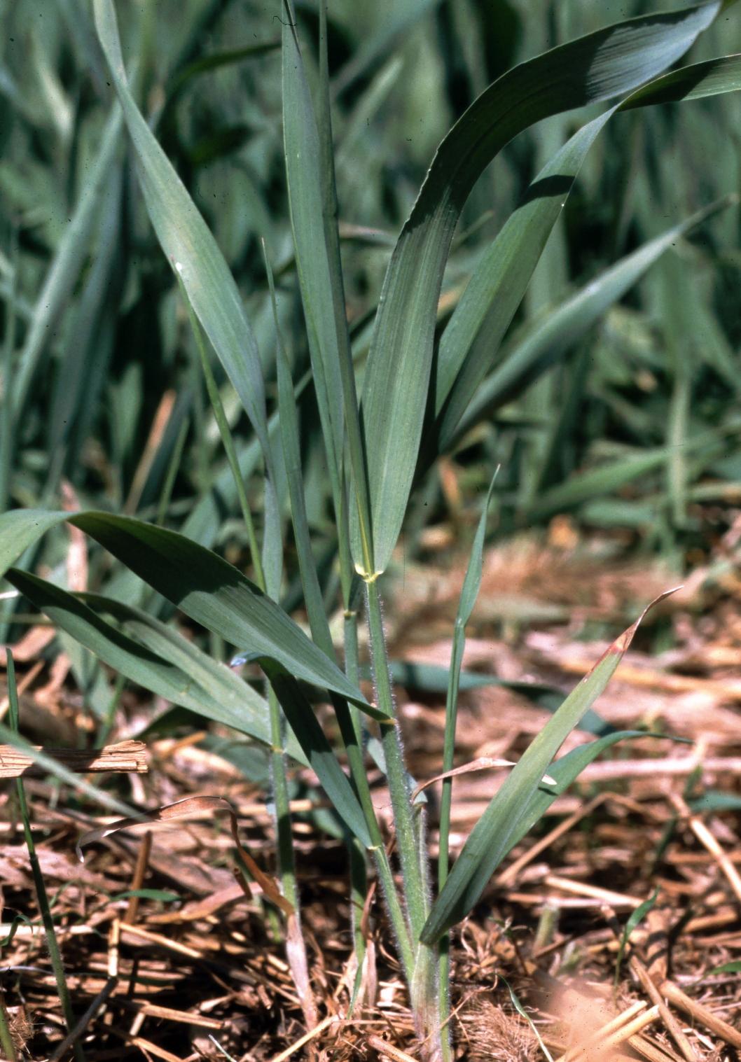 Quackgrass