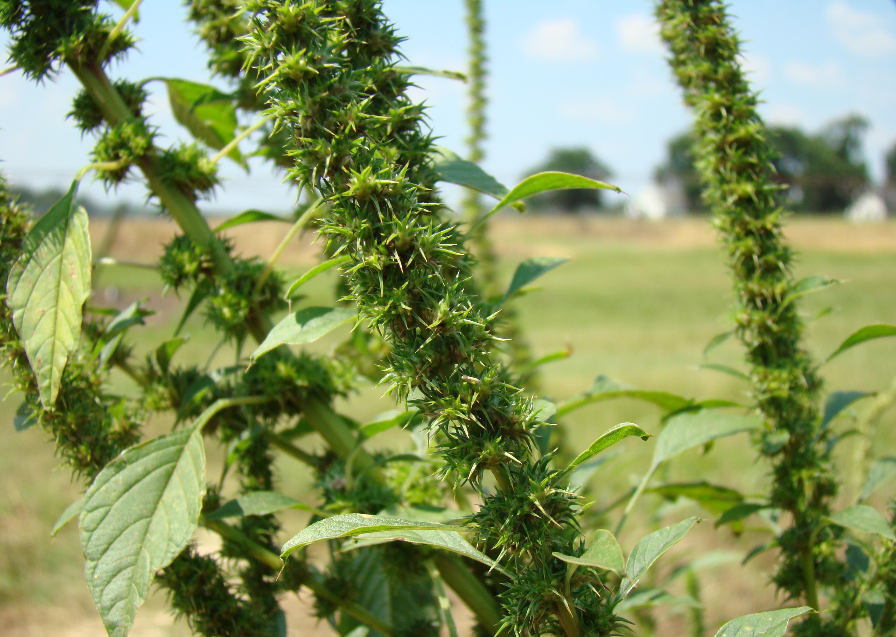 Palmer amaranth flowers. 