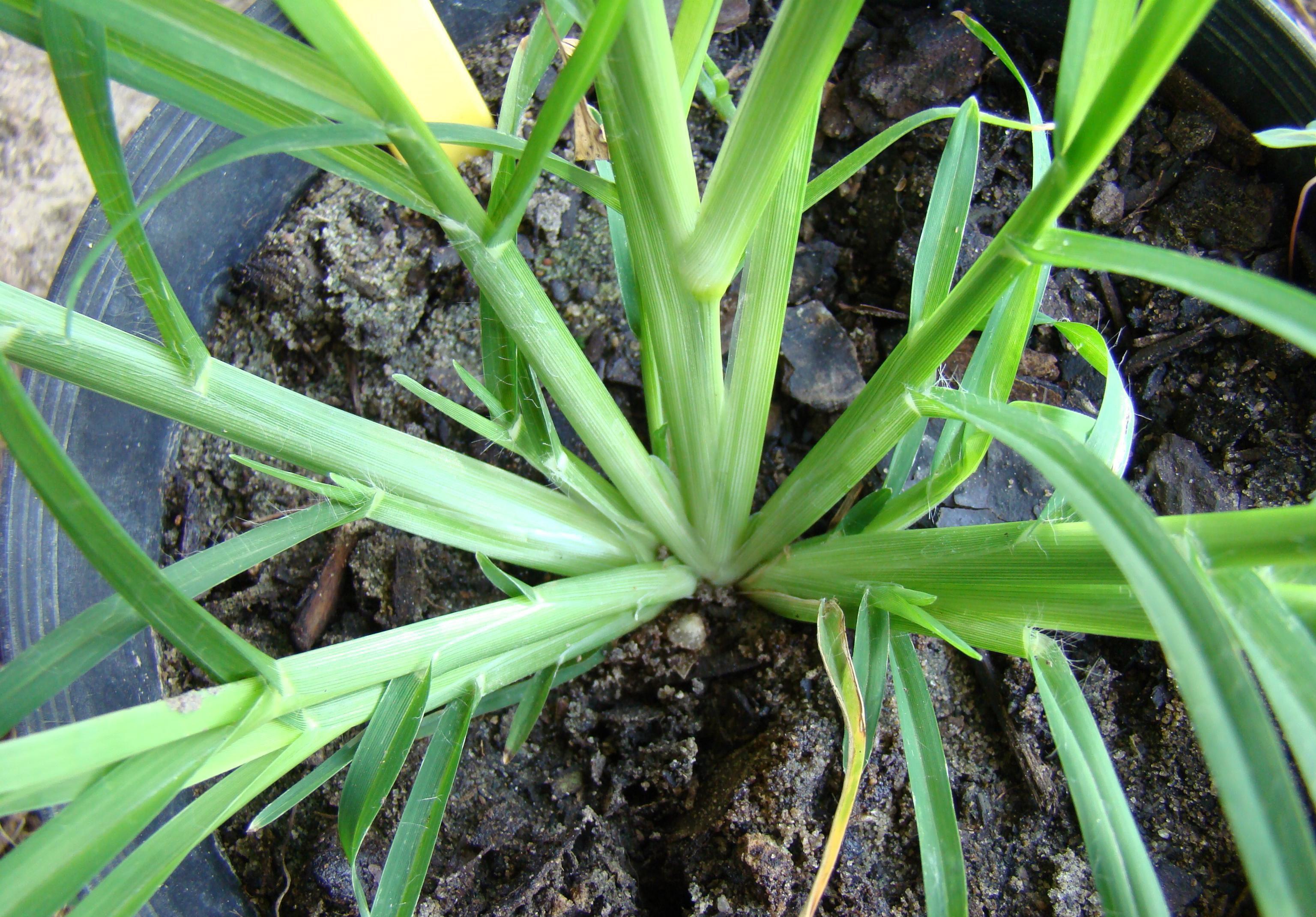 Goosegrass (Photo: Rebekah D. Wallace, University of Georgia, Bugwood.org)