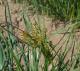 Yellow nutsedge