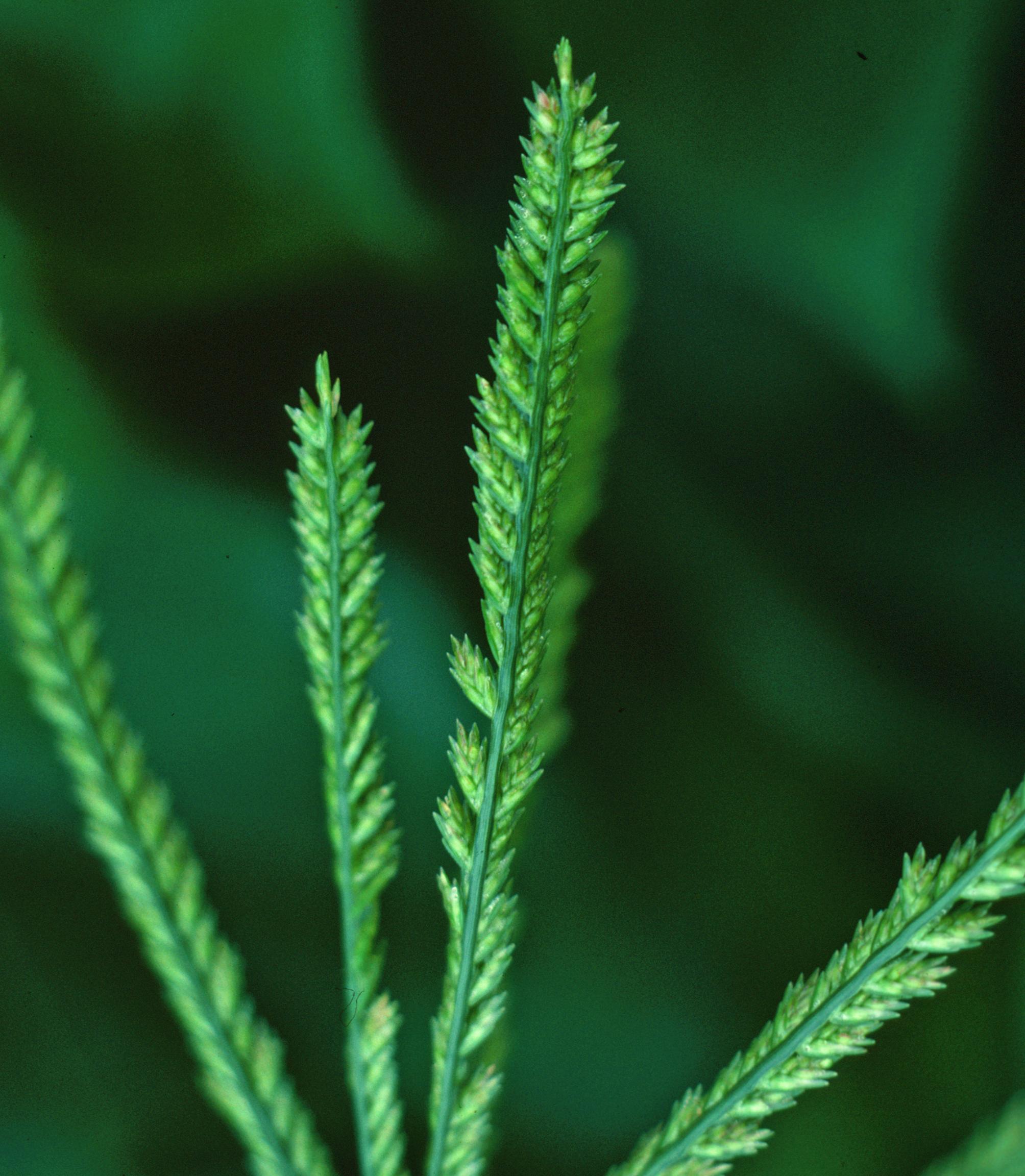 Goosegrass flowers. 