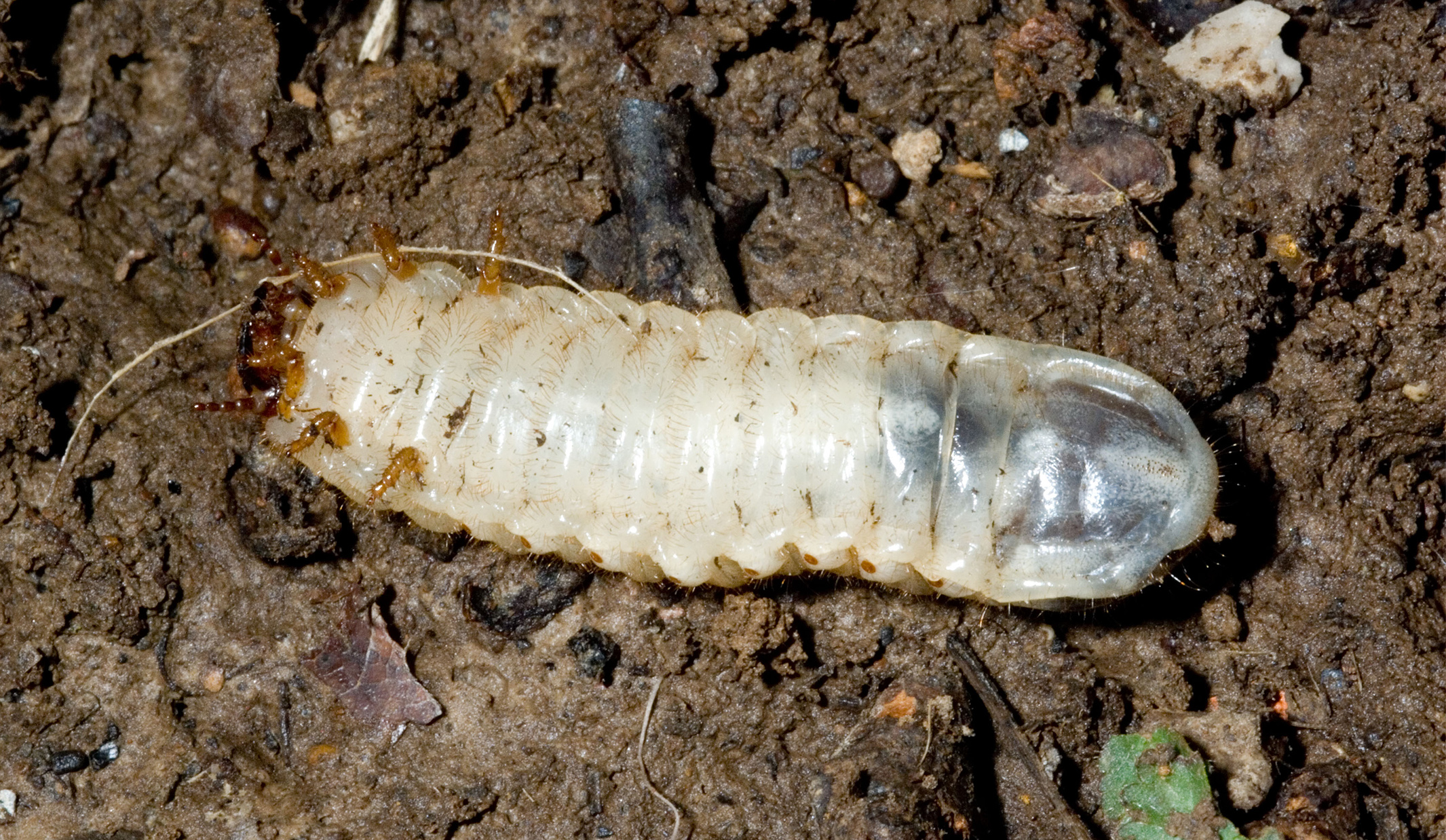 Green June beetle larva. 