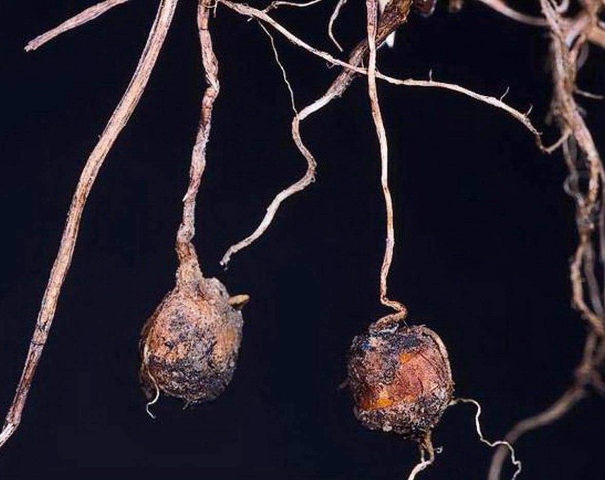 Yellow nutsedge tubers (DiTomasco, University of California-Davis, Bugwood.org)