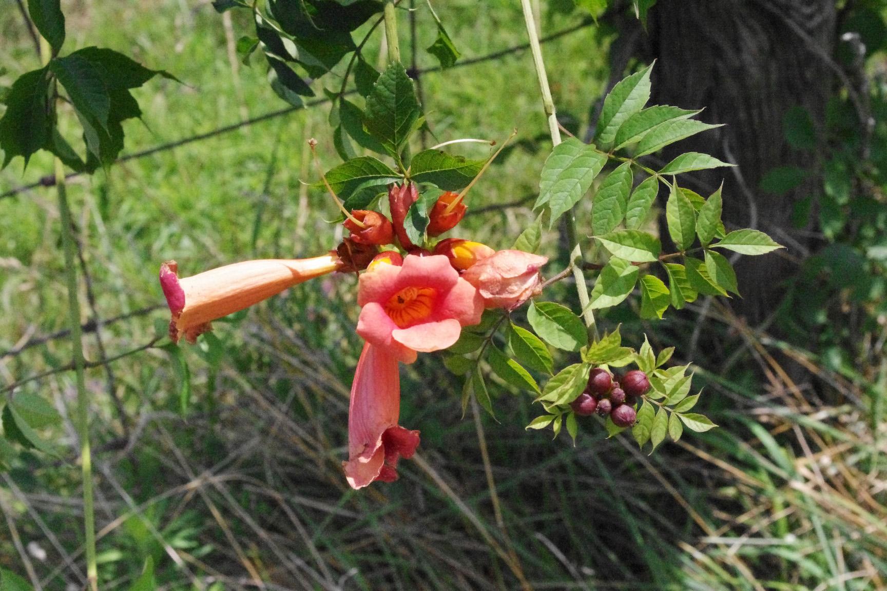 Trumpet vine flowers. 