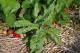 Canada thistle